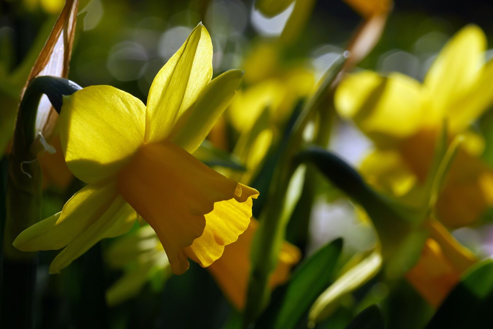 Panasonic Lumix DMC-GF7 sample photo. Daffodils, spring, back-lit photography