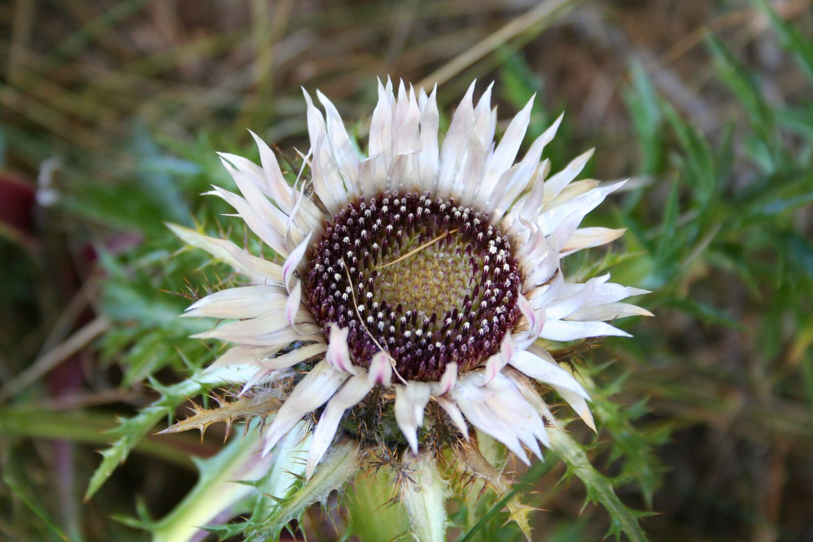 Canon EOS 350D (EOS Digital Rebel XT / EOS Kiss Digital N) sample photo. Thistle, flower, mountain flora photography