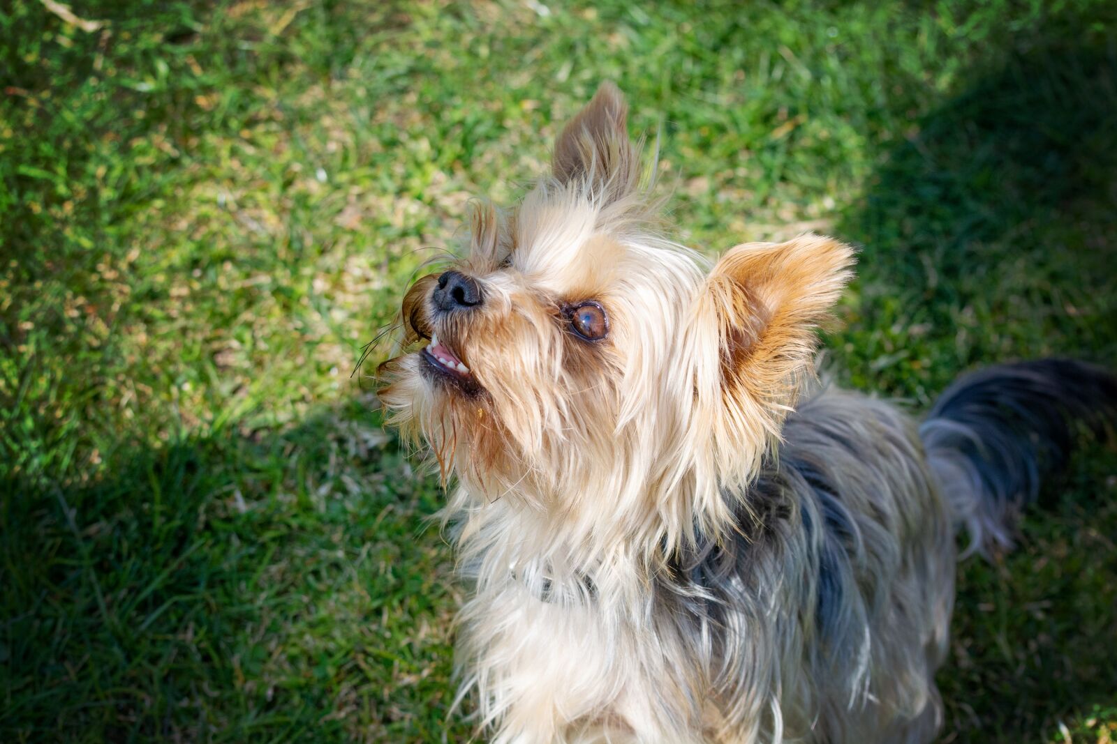 Nikon D7100 sample photo. Dog, yorkie, yorkshire terrier photography
