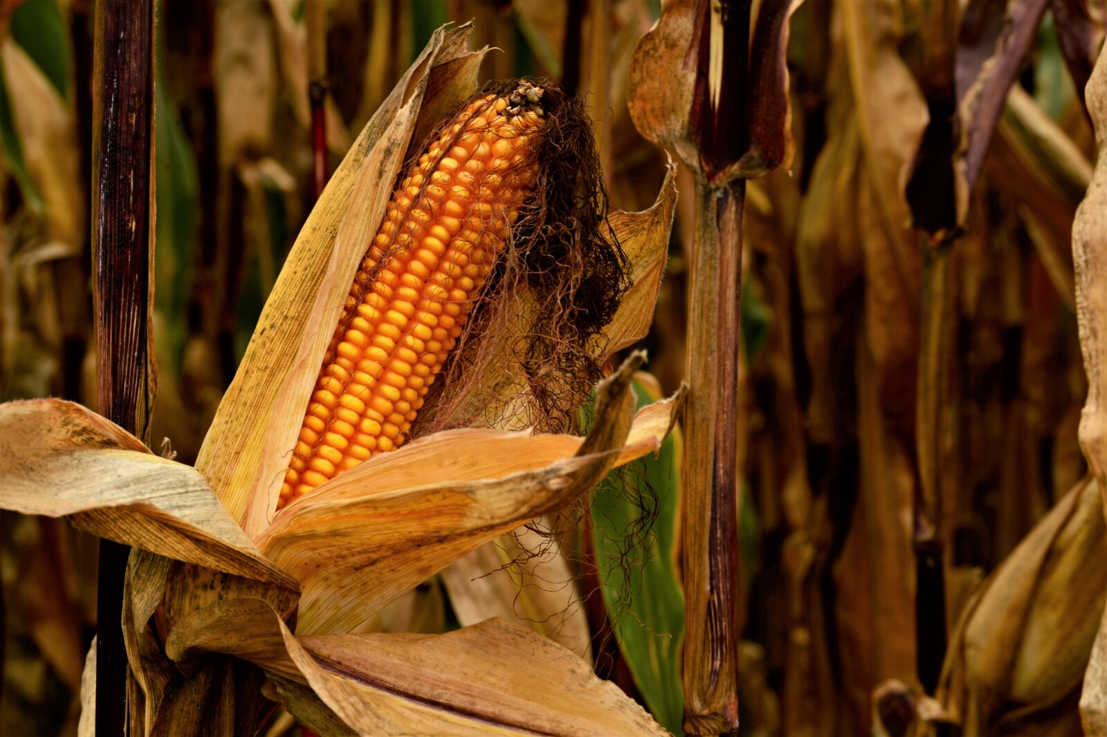 Nikon Df sample photo. Corn, cob, yellow photography