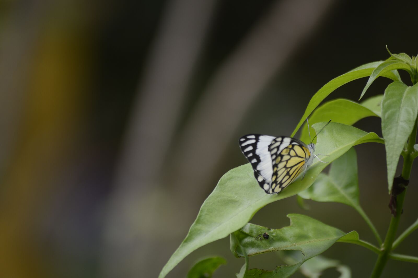 Nikon D3200 sample photo. Butterfly, insect, flower photography