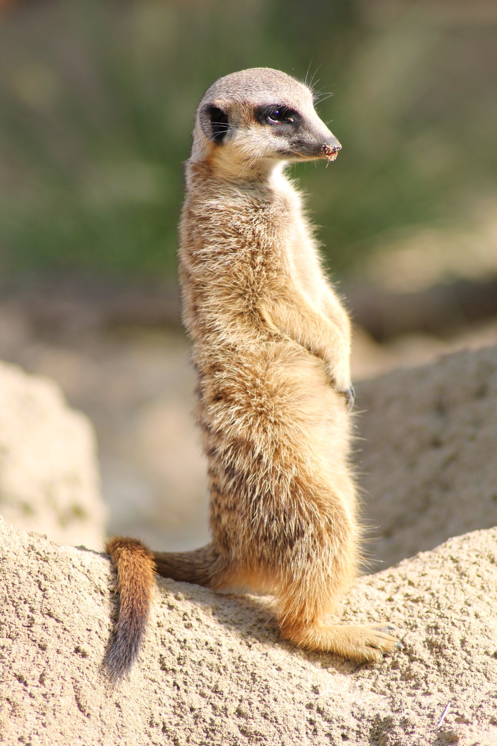 Canon EOS 1100D (EOS Rebel T3 / EOS Kiss X50) sample photo. Meerkat, zoo, cute photography