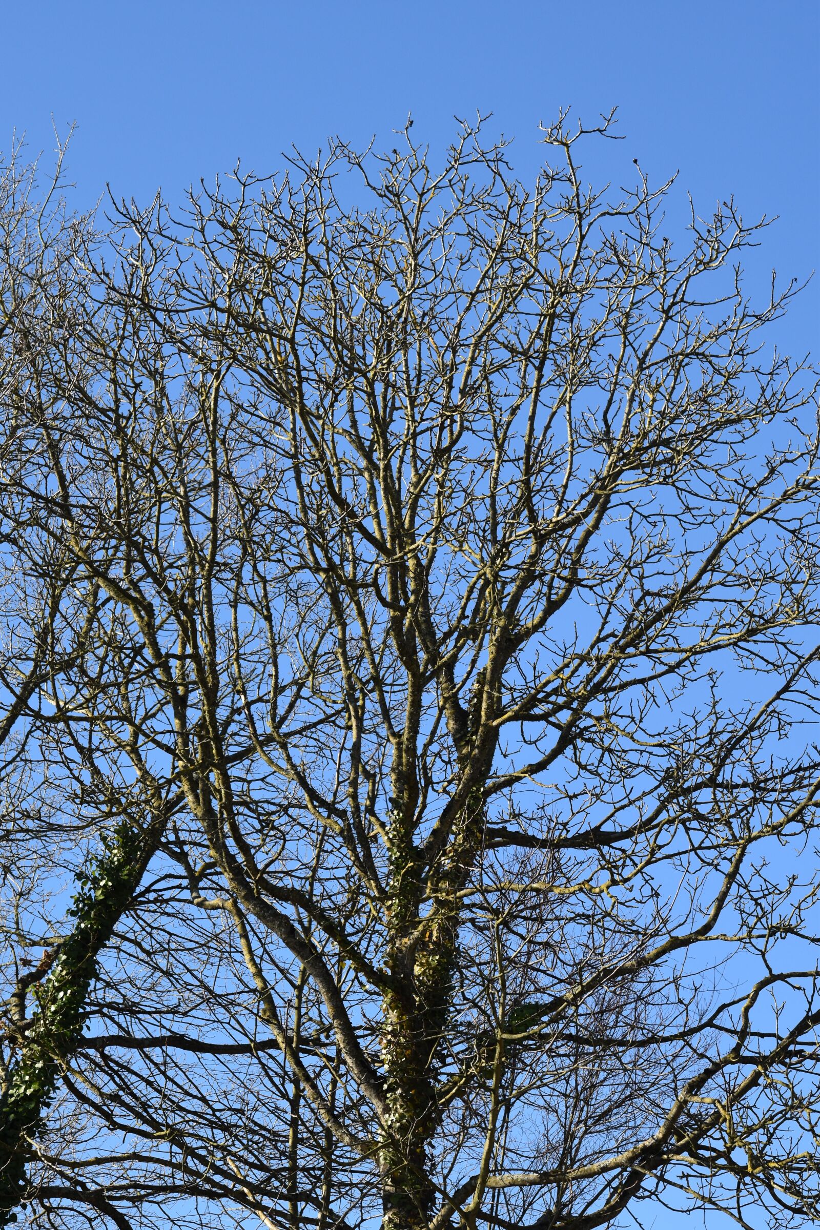 Nikon D5600 sample photo. Tree, tree without leaves photography