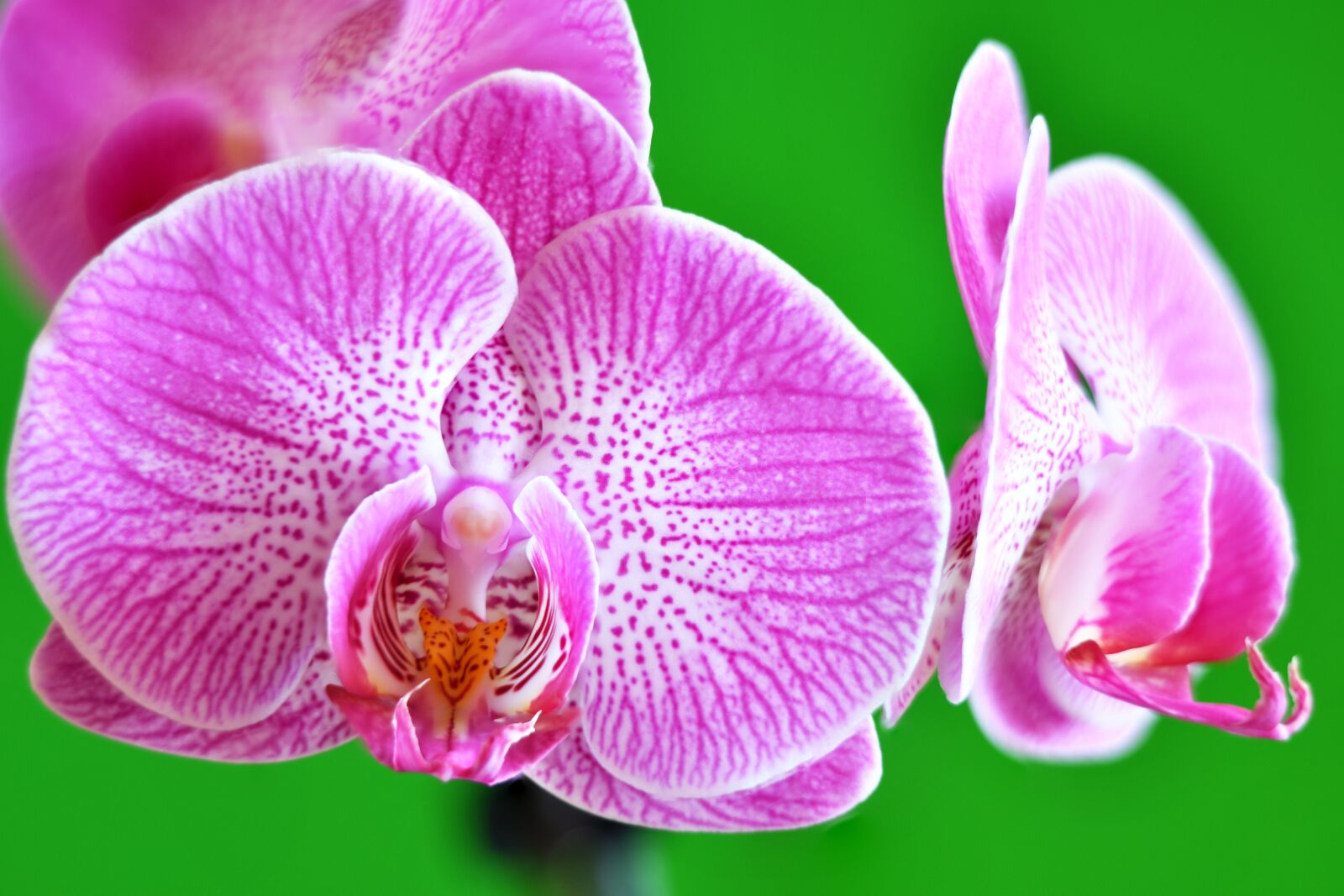 Nikon D7500 sample photo. Orchid, flowers, macro photography