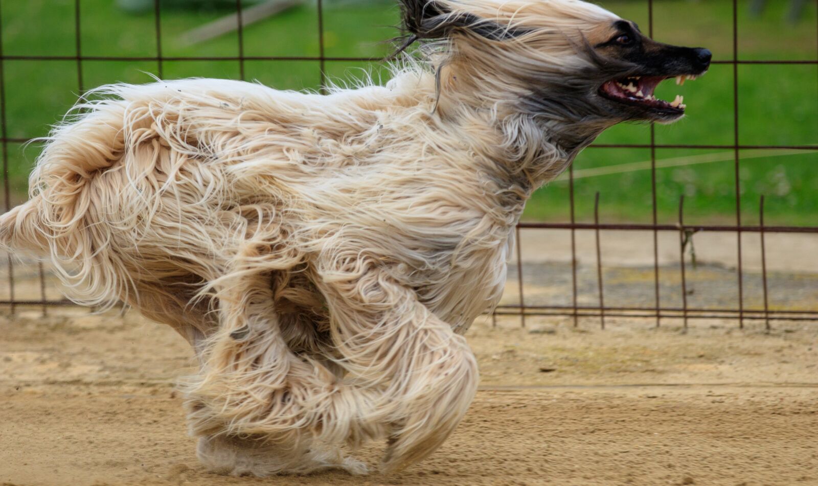 Canon EOS 80D sample photo. Dog, dog racing, animal photography