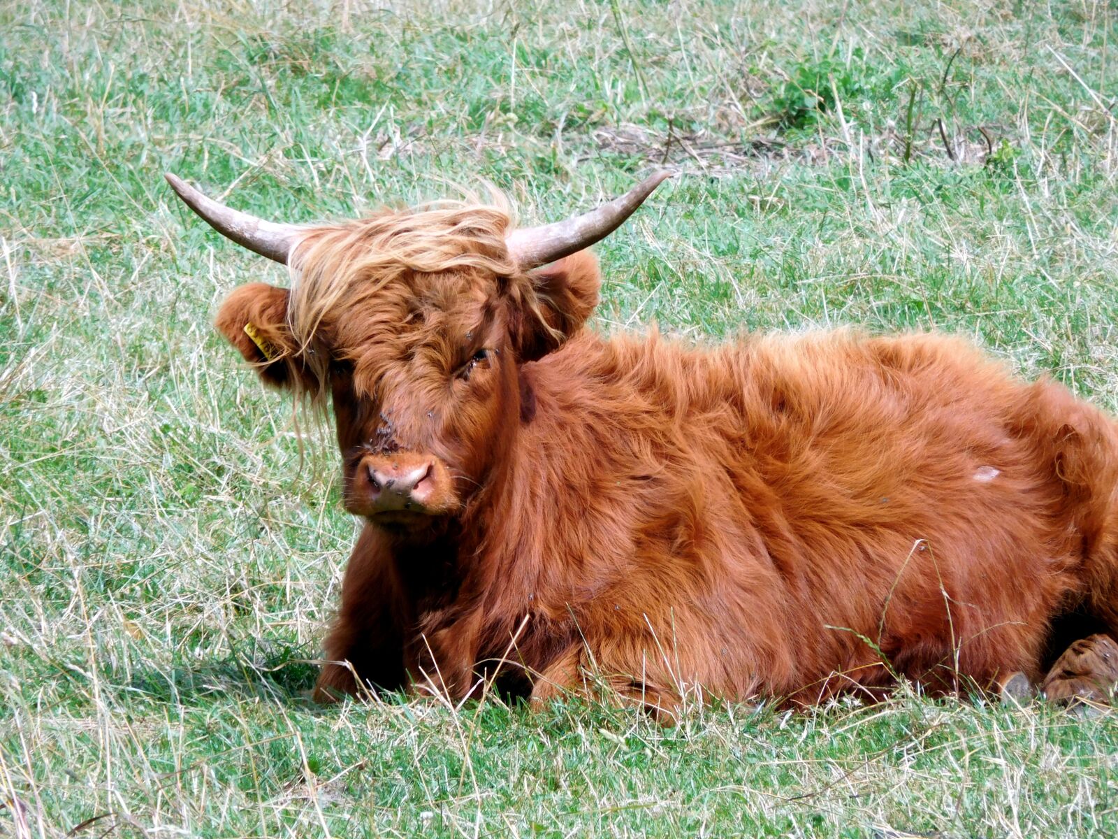 Nikon Coolpix S7000 sample photo. Beef, pasture, cow photography
