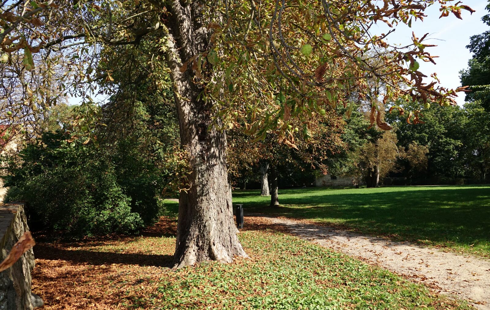 Sony Cyber-shot DSC-RX10 III sample photo. Tree, park, autumn photography