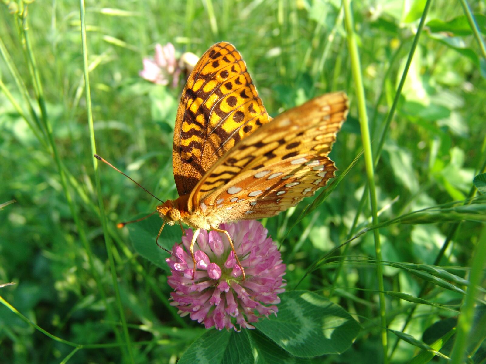 Sony DSC-F828 sample photo. Butterfly, flower, summer photography