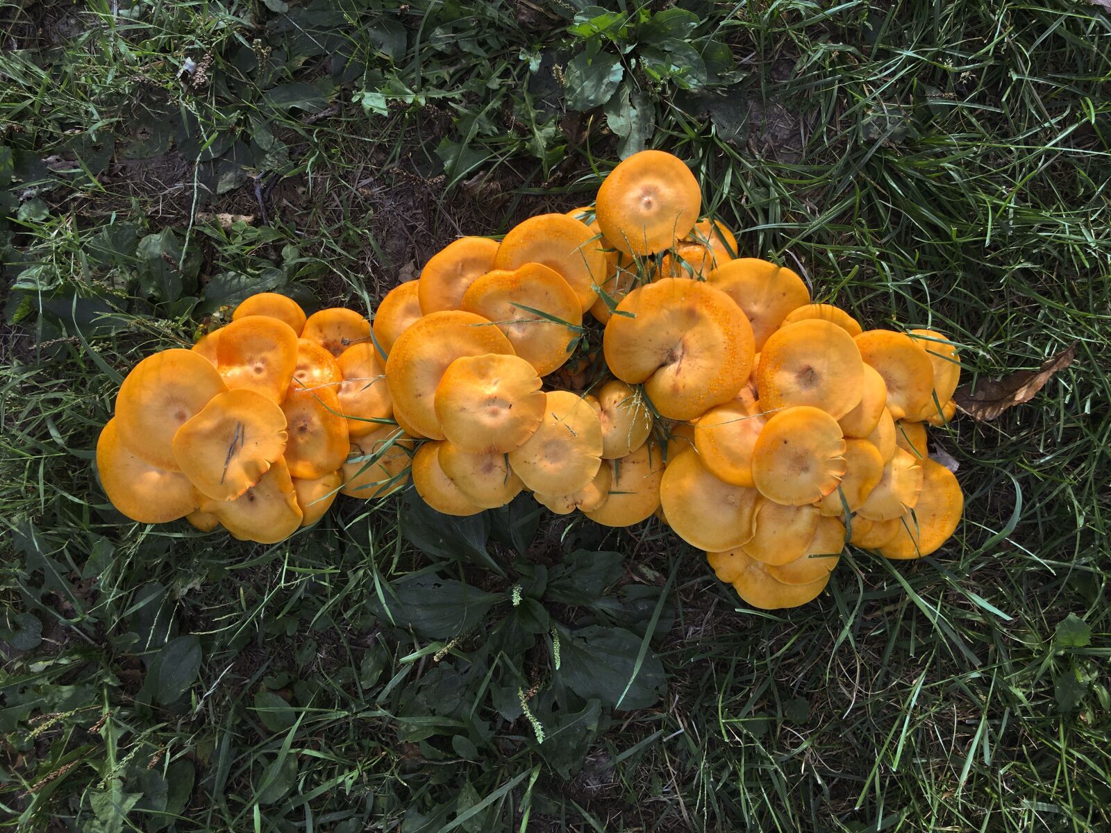 Apple iPhone 6s sample photo. Mushroom, grass, nature photography