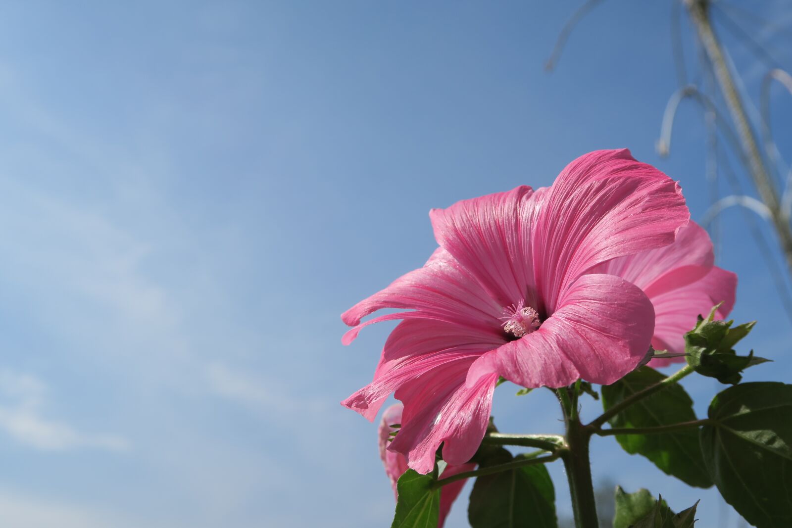 Canon PowerShot G7 X sample photo. Flower, sky, pink photography