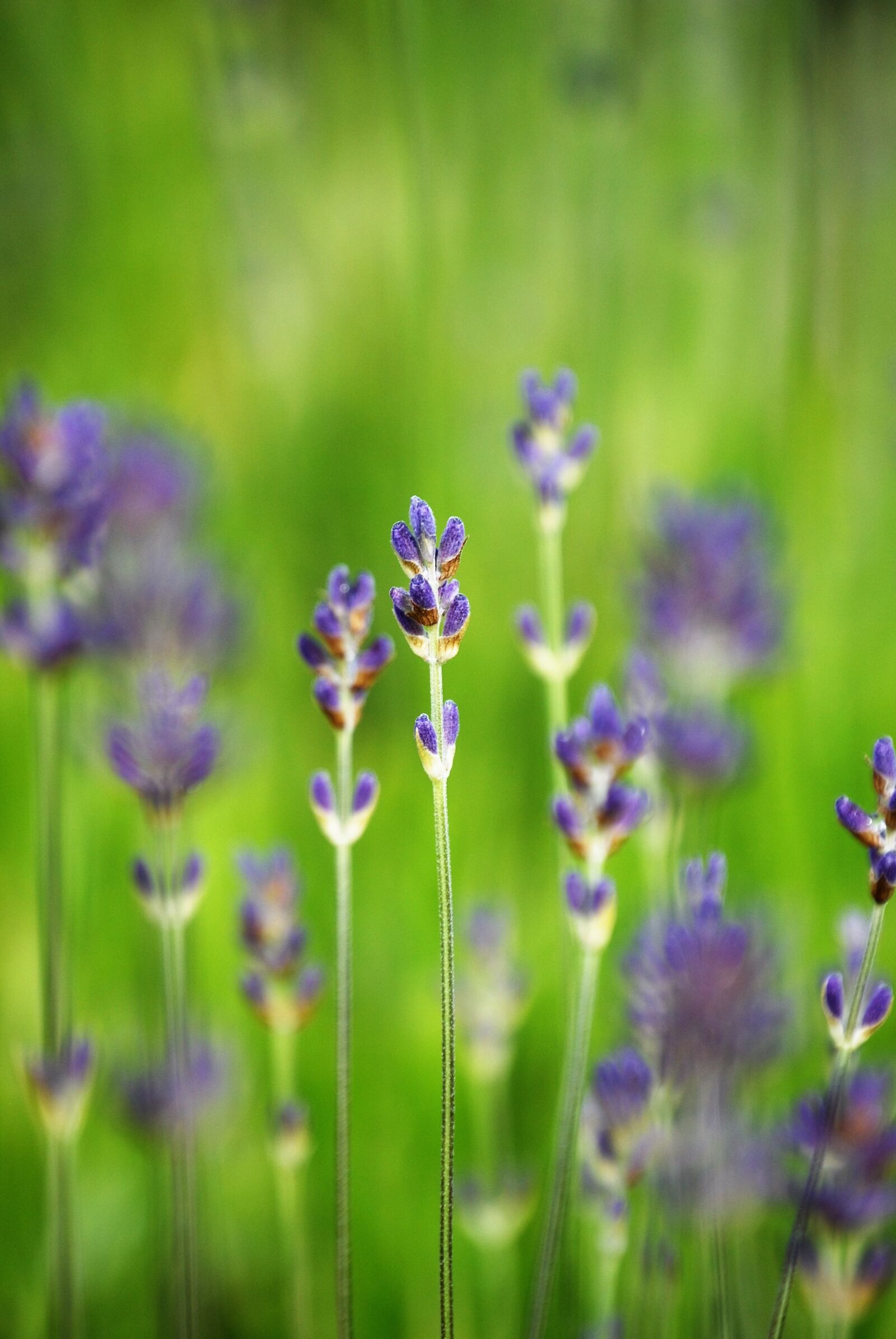 Nikon D40X sample photo. Flower, blue, green photography