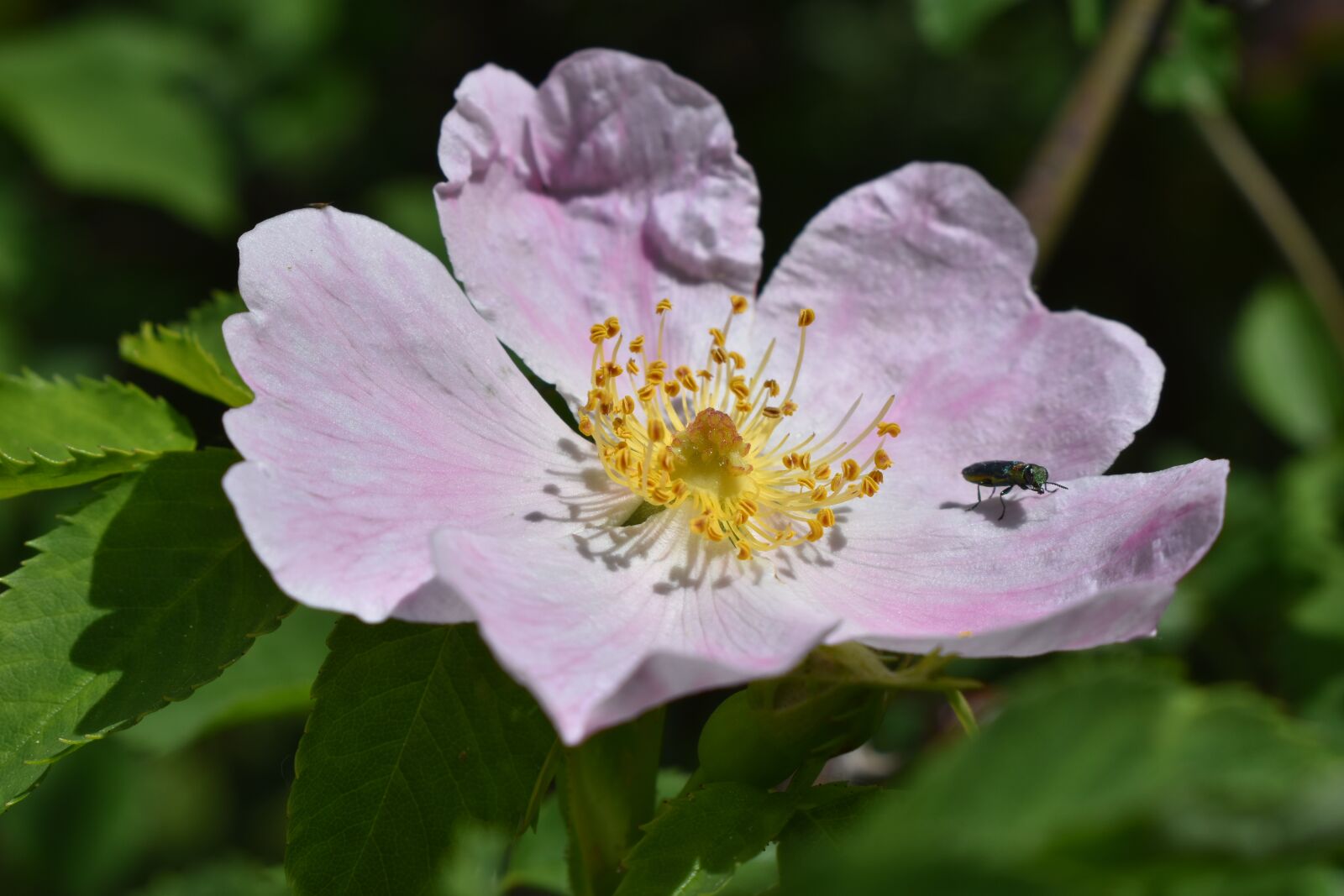 Nikon D5600 sample photo. Insects, pollen, nectar photography