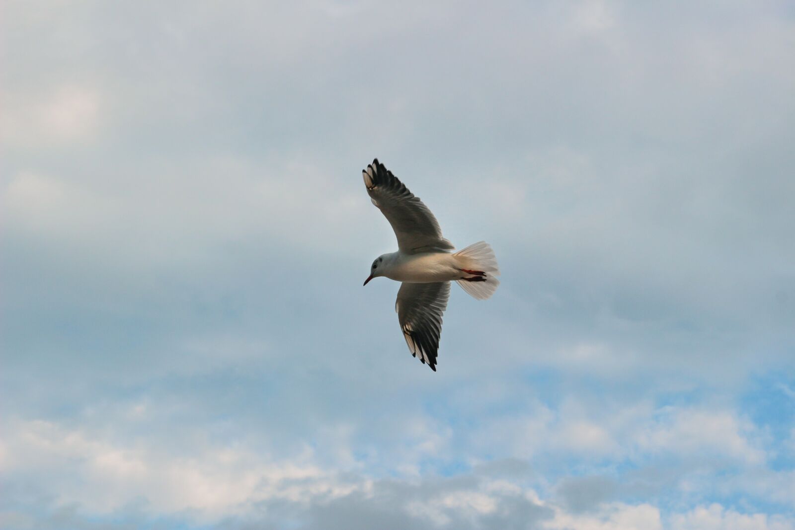 Canon EOS 100D (EOS Rebel SL1 / EOS Kiss X7) + Canon EF-S 18-55mm F3.5-5.6 III sample photo. Seagulls, sky, clouds photography