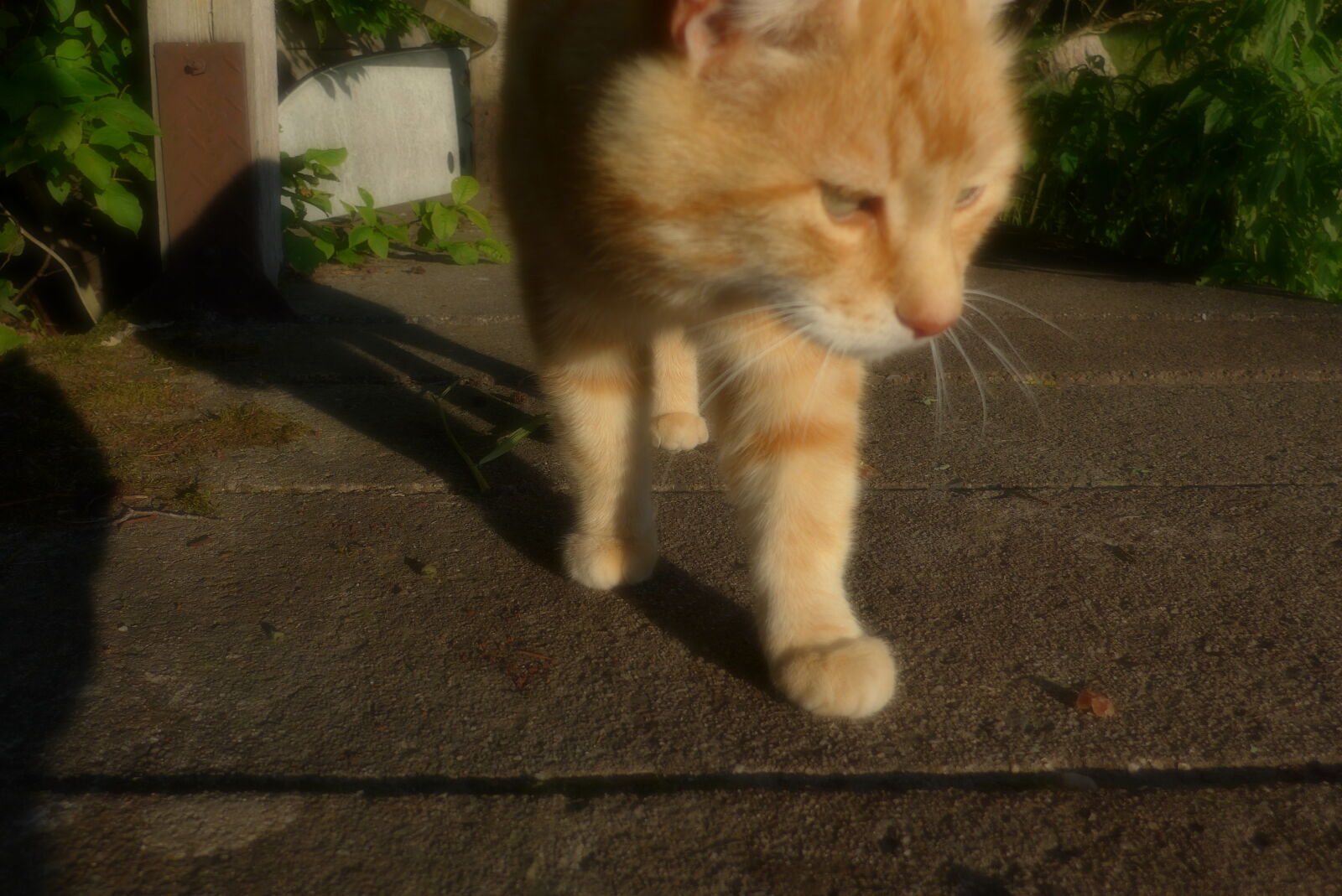 Panasonic Lumix DMC-LF1 sample photo