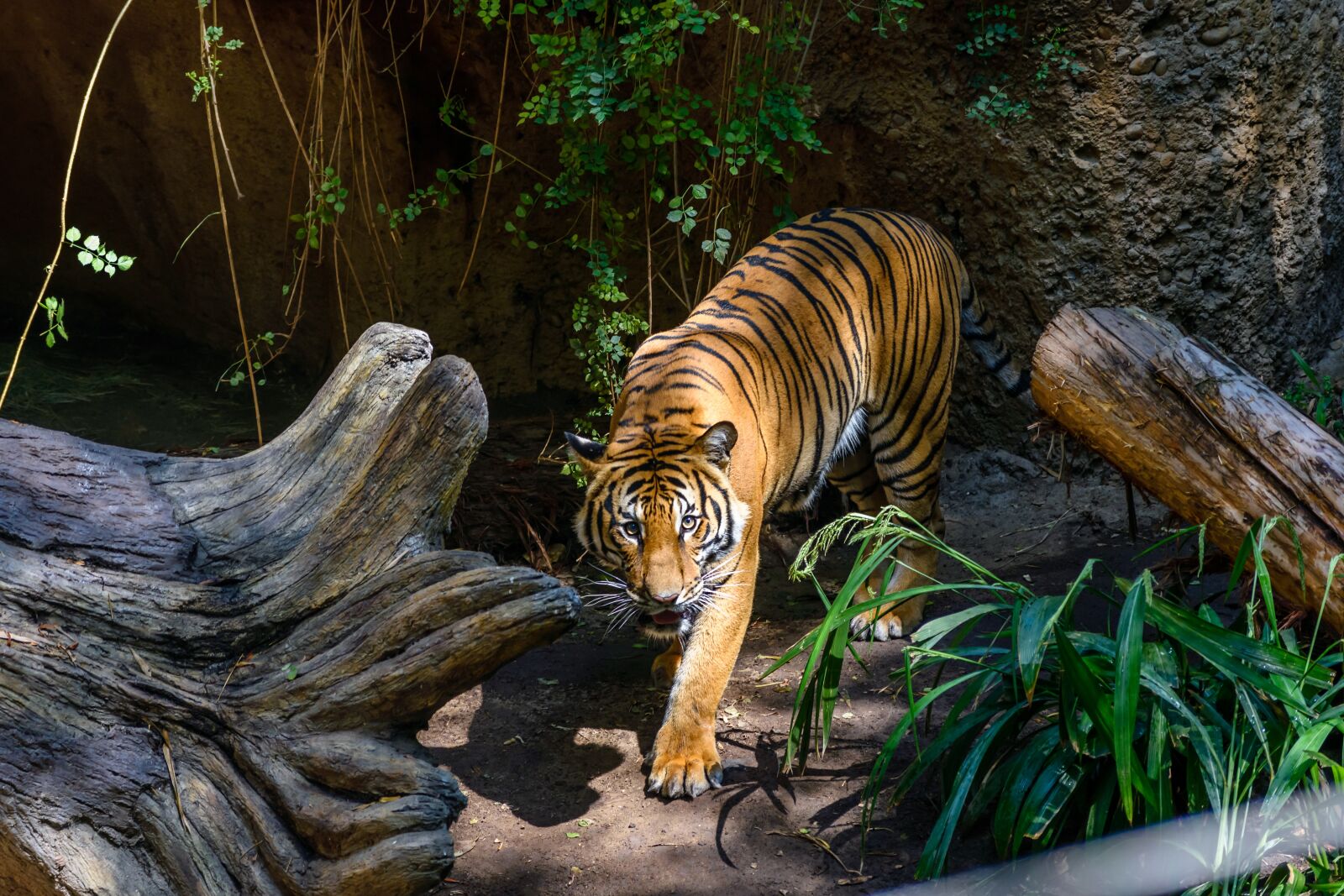 Nikon D3400 sample photo. Tiger, san, diego photography