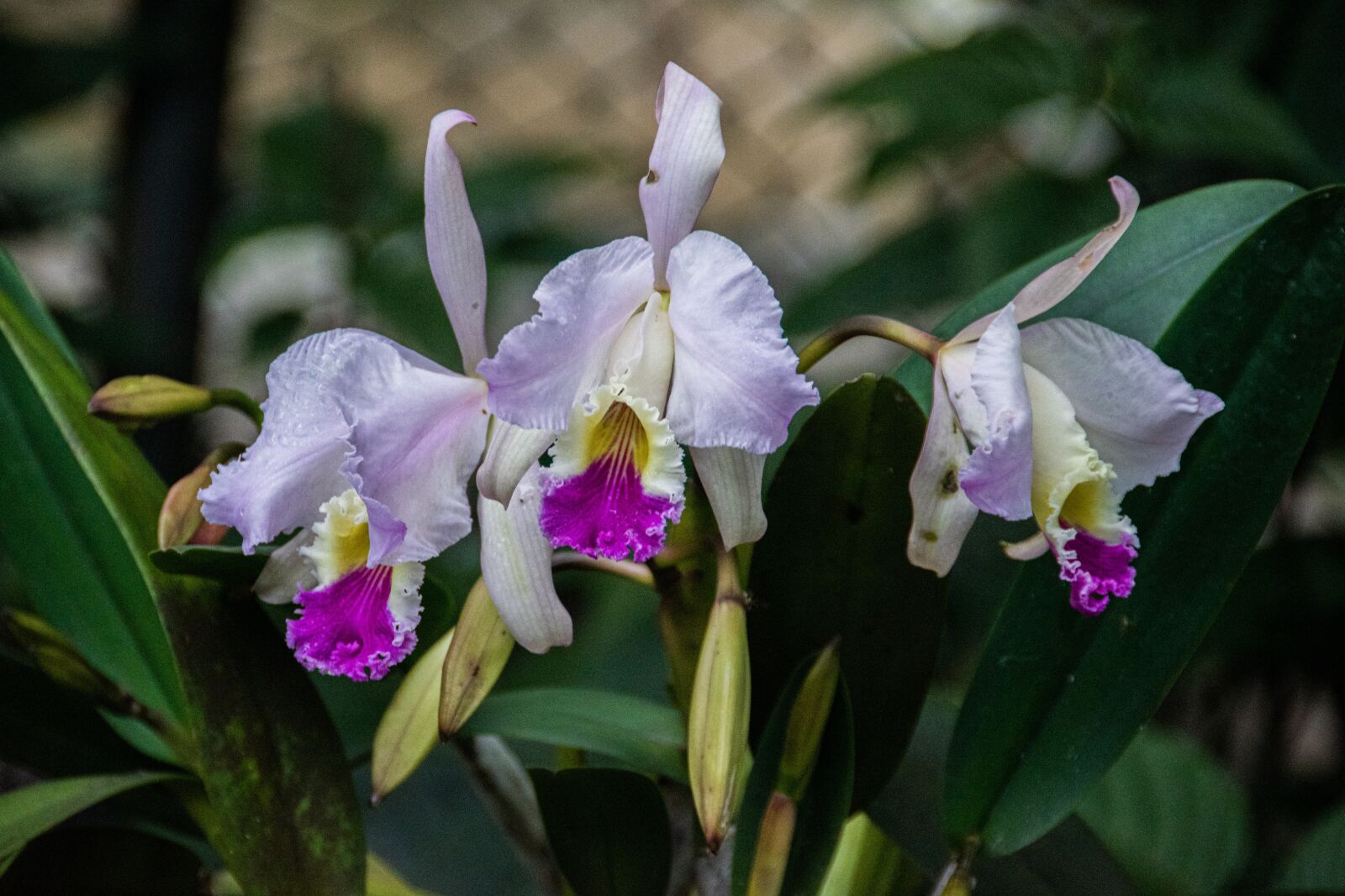 Nikon D5600 sample photo. Flowers, plants, nature photography