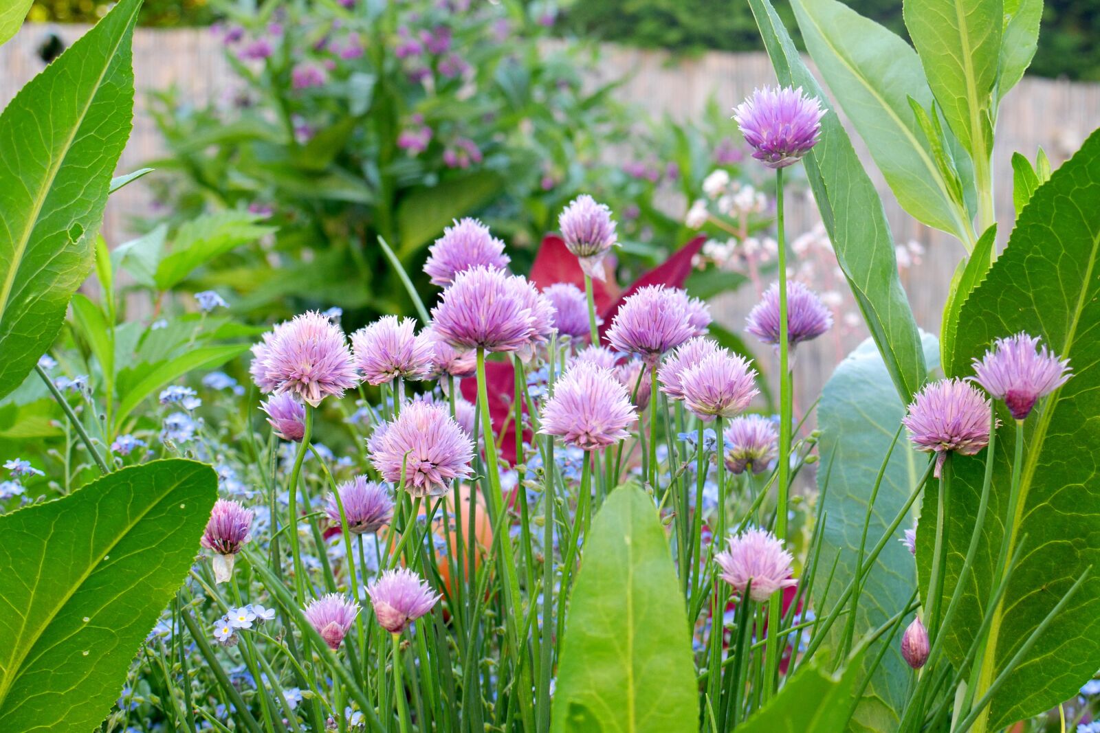 Panasonic Lumix DMC-GH3 sample photo. Garden, blossom, bloom photography