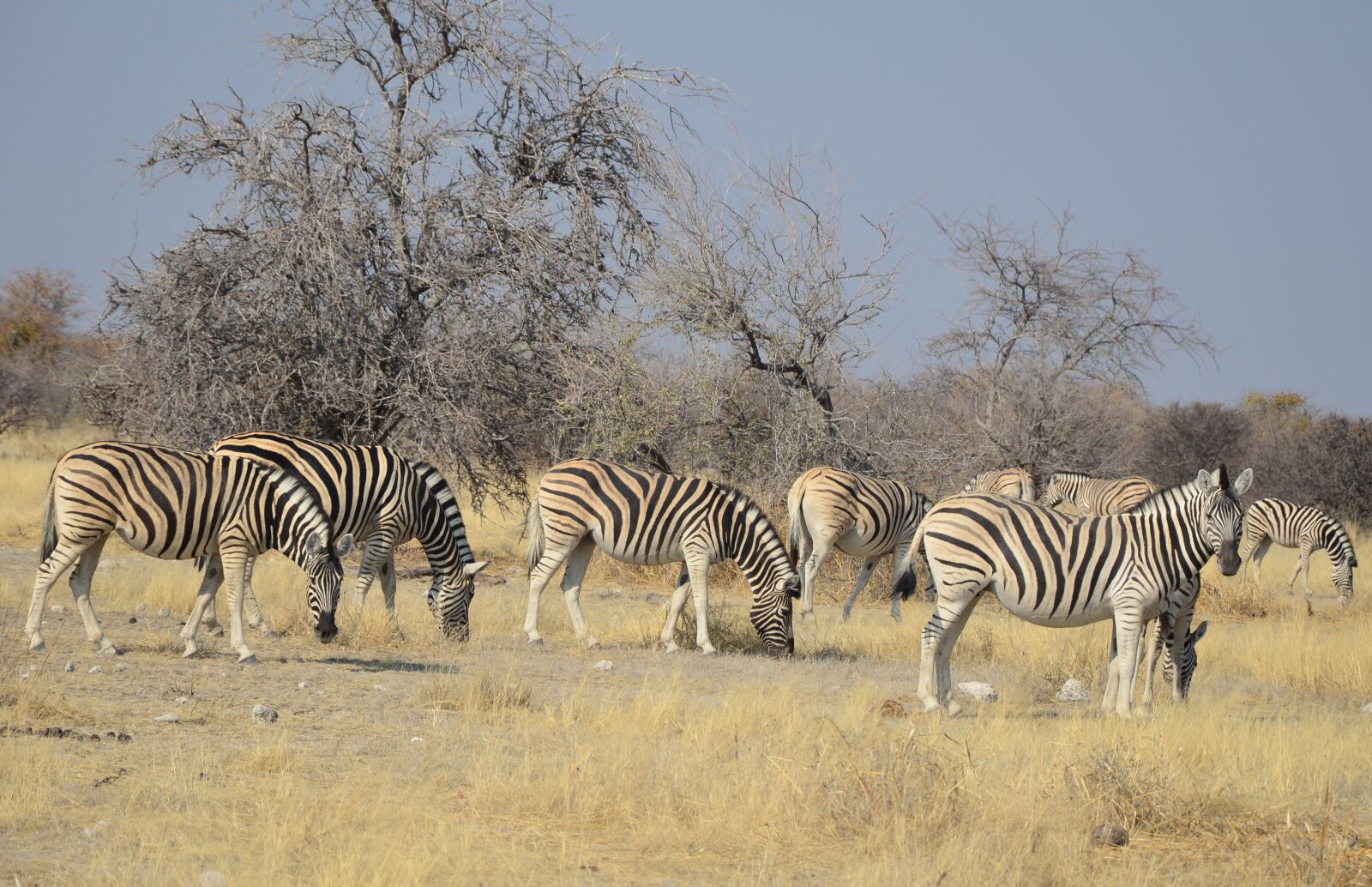 Nikon D5100 sample photo. Zebra, africa, namibia photography