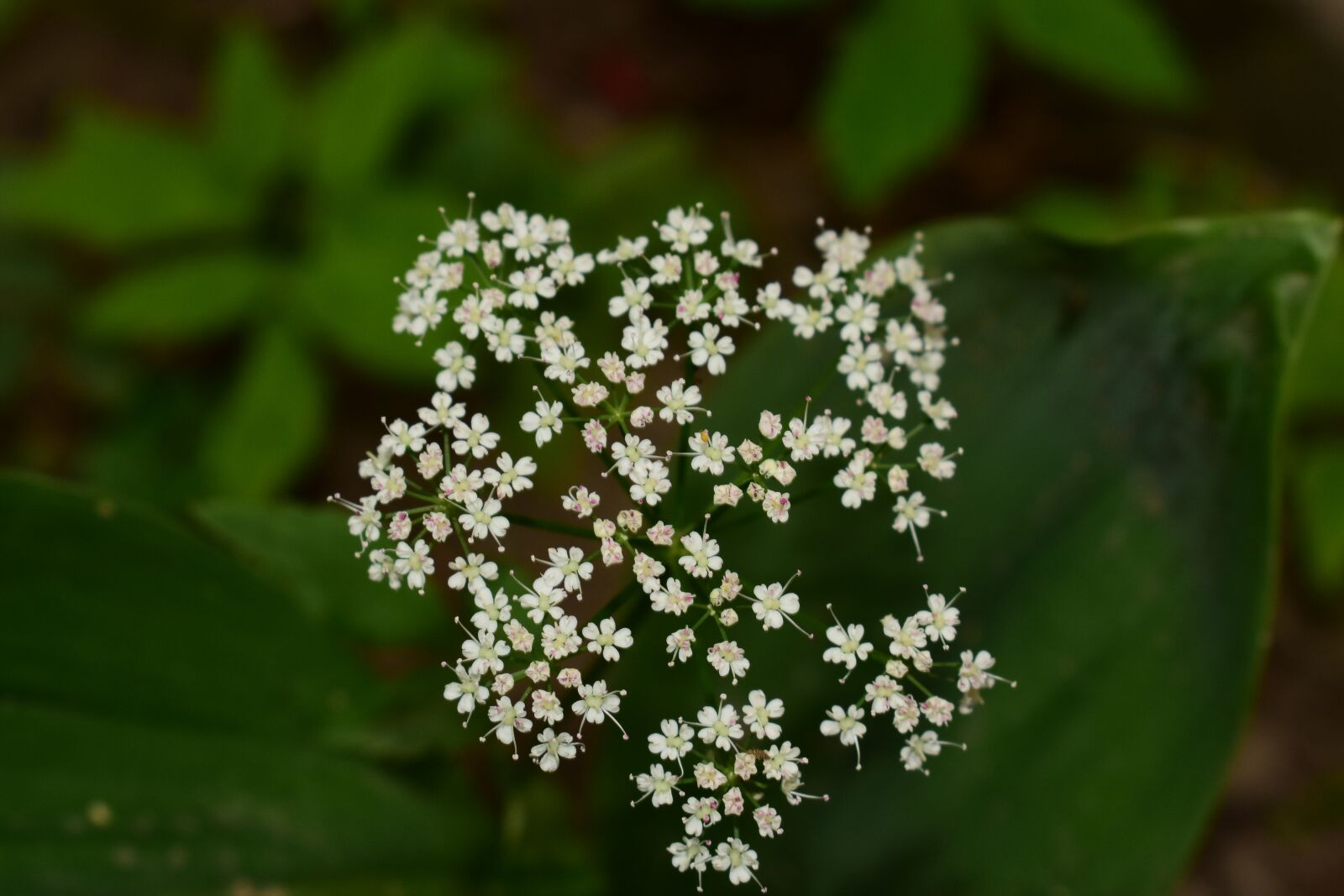 Nikon D3400 sample photo. Nature, flowers, pattern photography