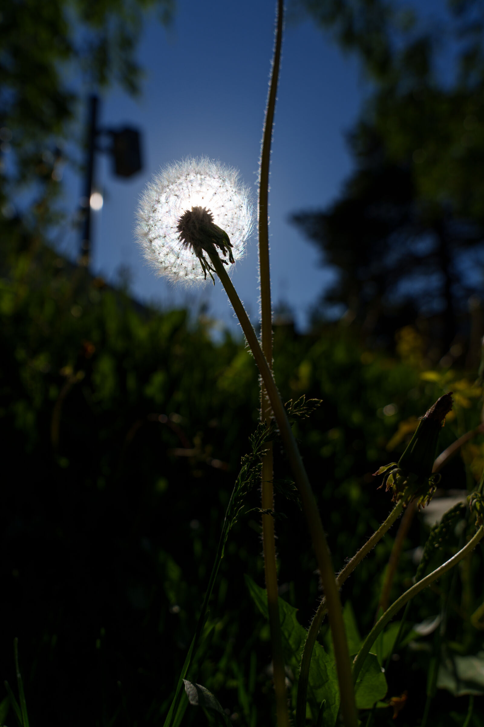 Sigma 24-70mm F2.8 DG DN II | Art sample photo. Dandelion sun photography