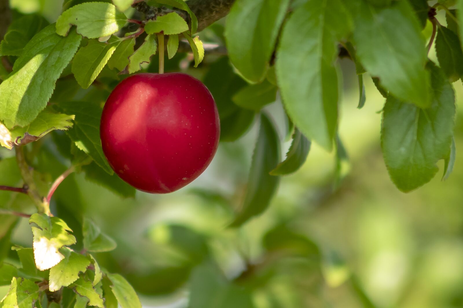 Canon EF75-300mm f/4-5.6 sample photo. Plum, fruit, plum tree photography