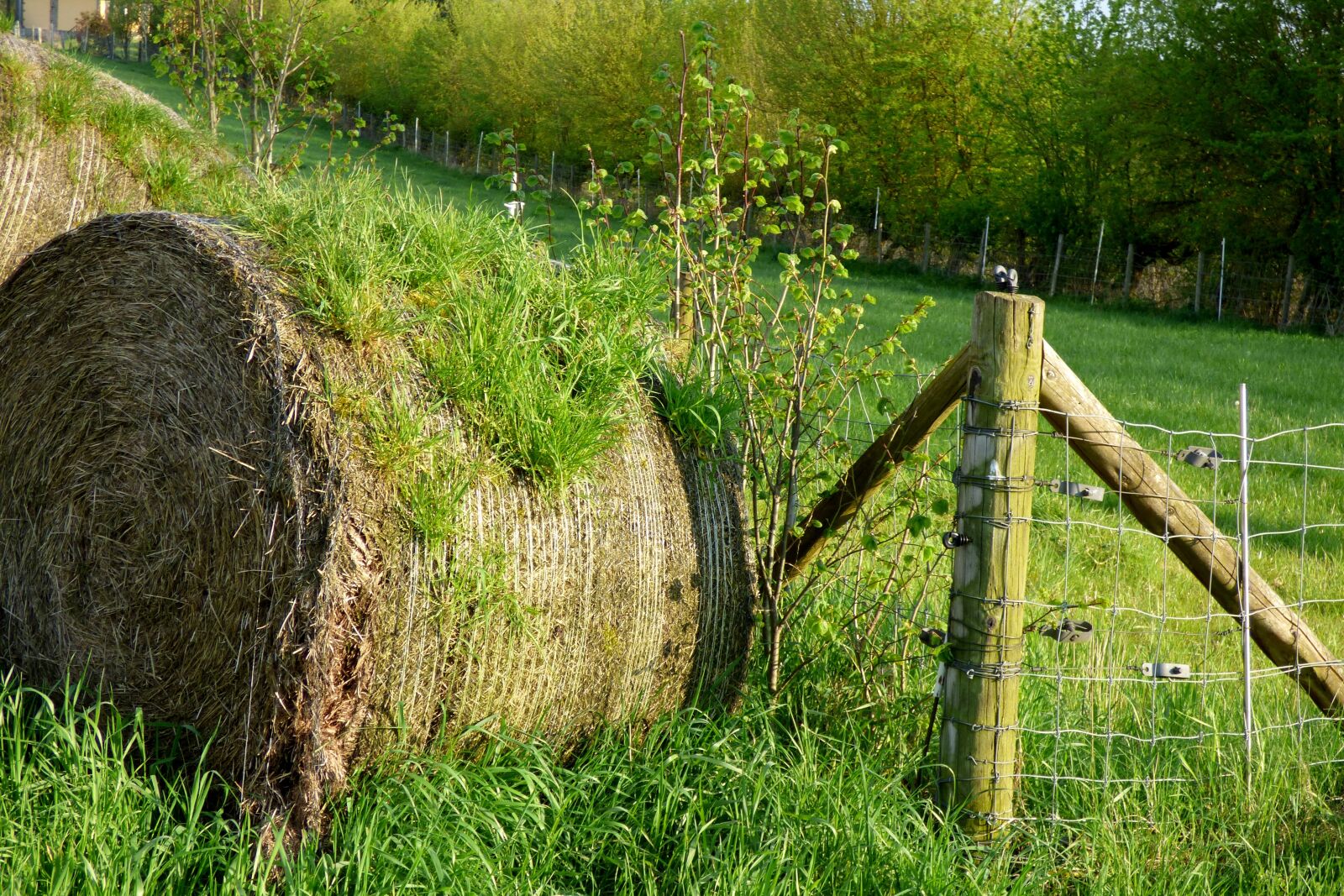 Panasonic DMC-FZ72 sample photo. Hay bales, pound sign photography