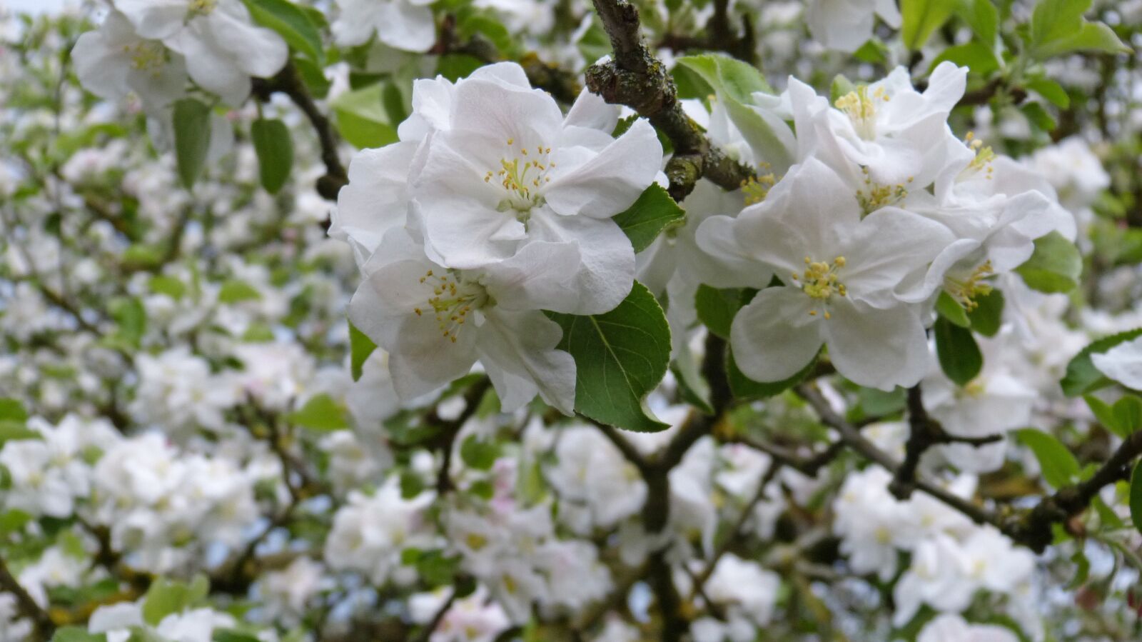 Panasonic Lumix DMC-FZ150 sample photo. Apple tree, blossom, bloom photography