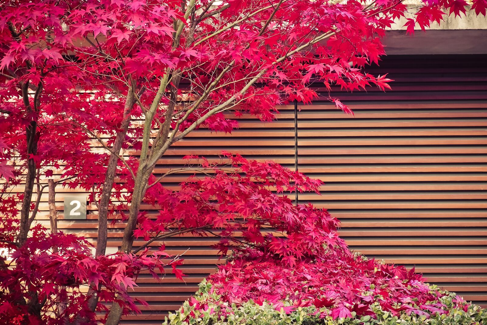 Olympus OM-D E-M10 sample photo. Ornamental maple, japan, plant photography