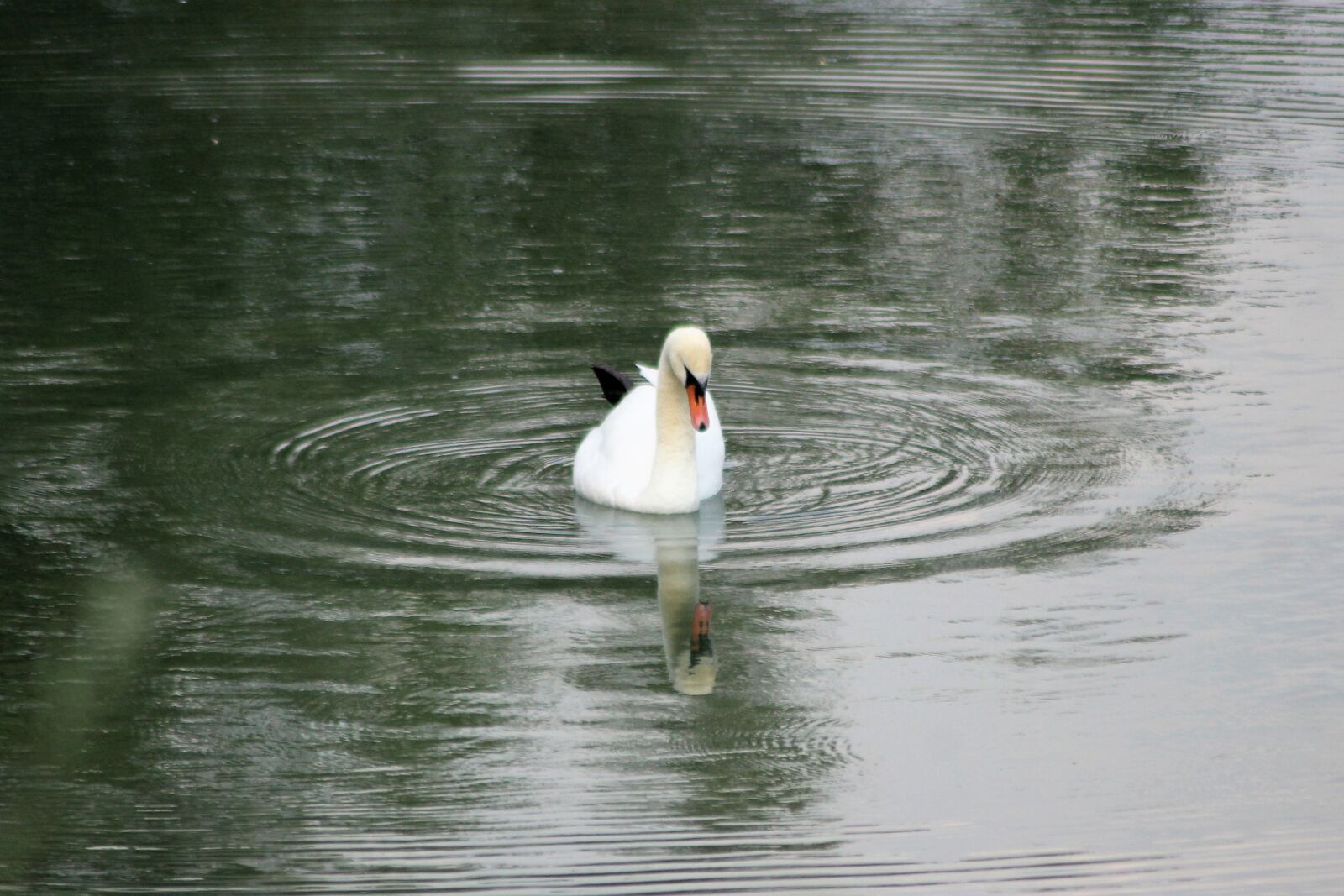Canon EOS 1200D (EOS Rebel T5 / EOS Kiss X70 / EOS Hi) sample photo. Swan, water, animals photography