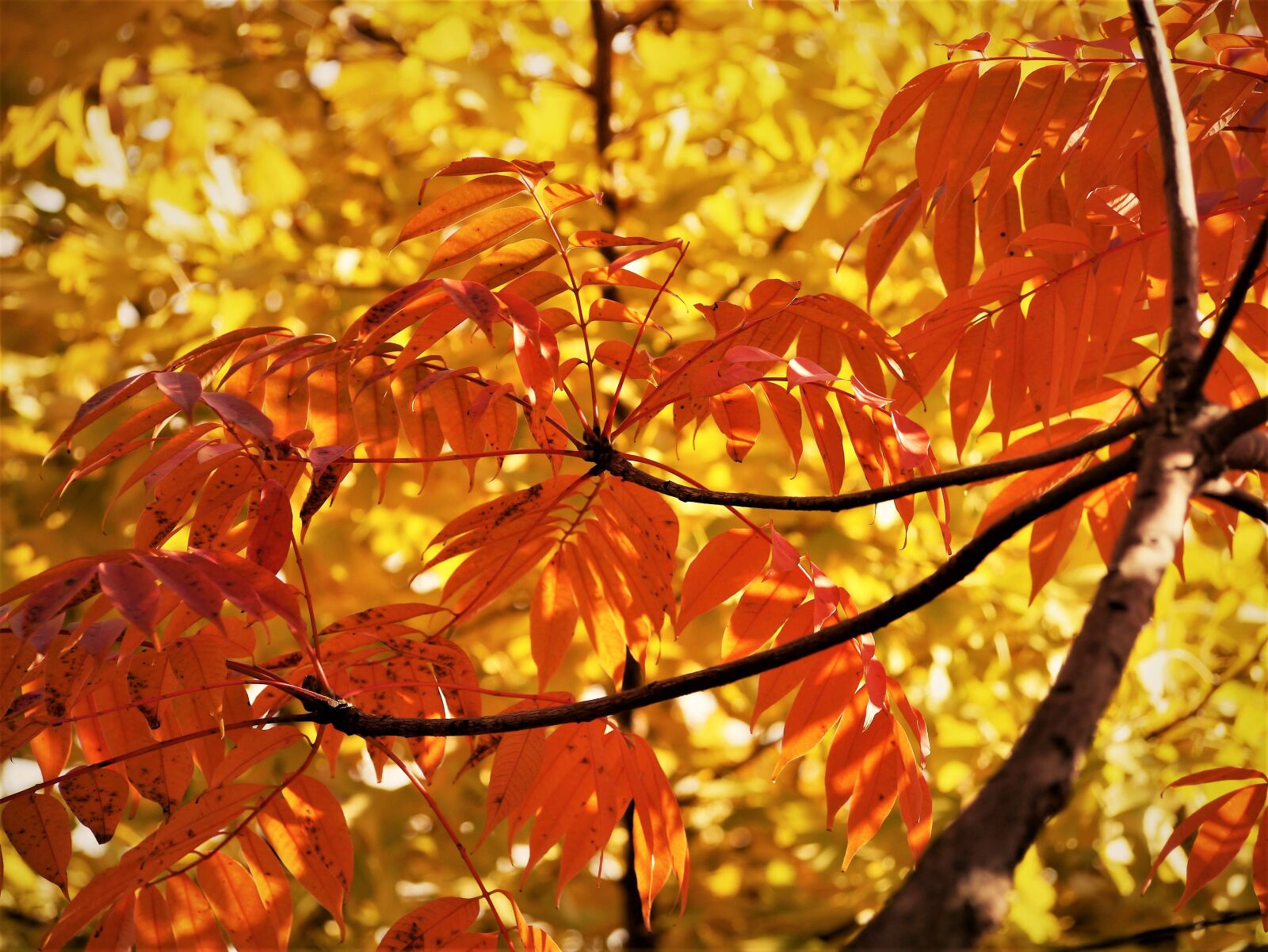 Panasonic Lumix DMC-GX1 sample photo. Yellow leaves, autumnal leaves photography