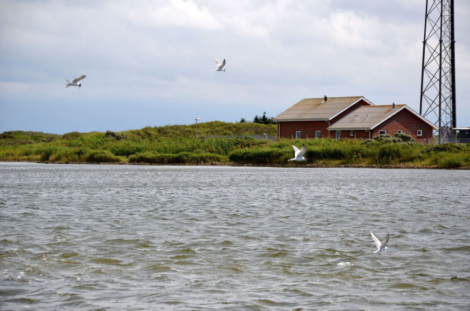 Nikon D5100 sample photo. Denmark, nissum fjord, birds photography