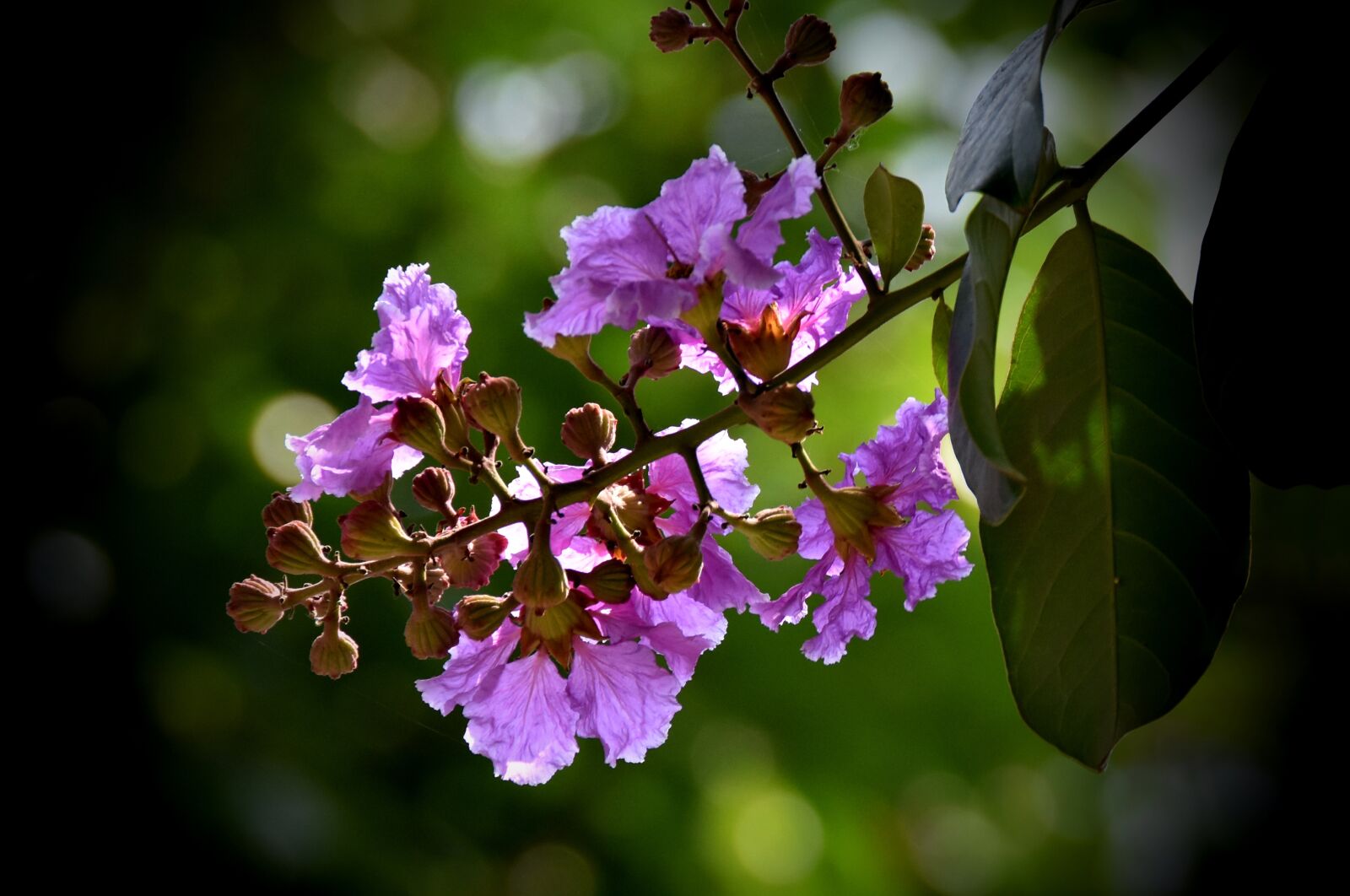 Nikon D7200 sample photo. Flowers, petals, leaves photography