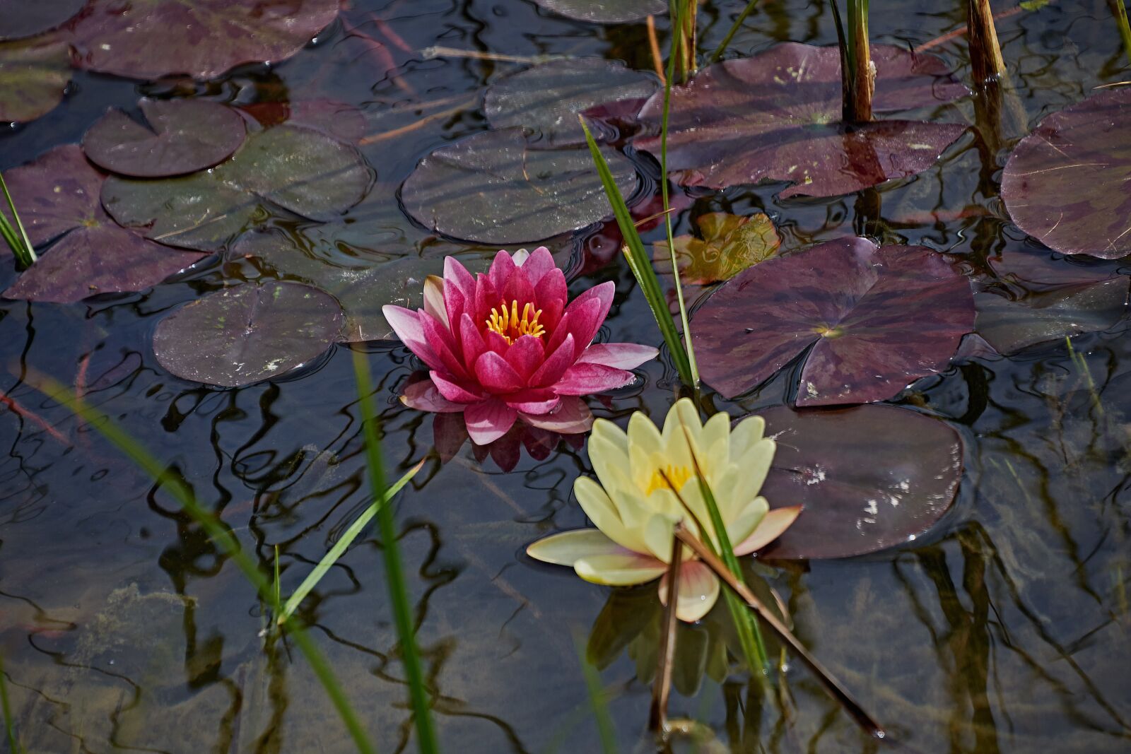 Nikon D7200 sample photo. Water lily, flower, pond photography