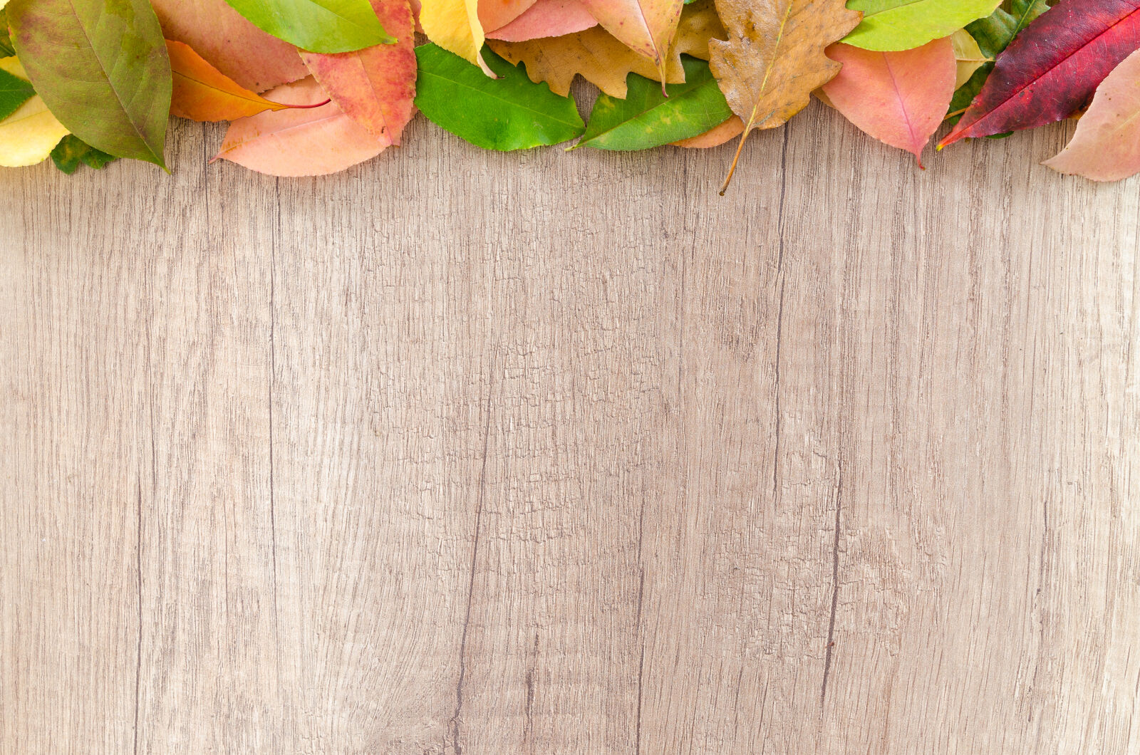 Nikon D5100 sample photo. Autumn, blank, board, bright photography