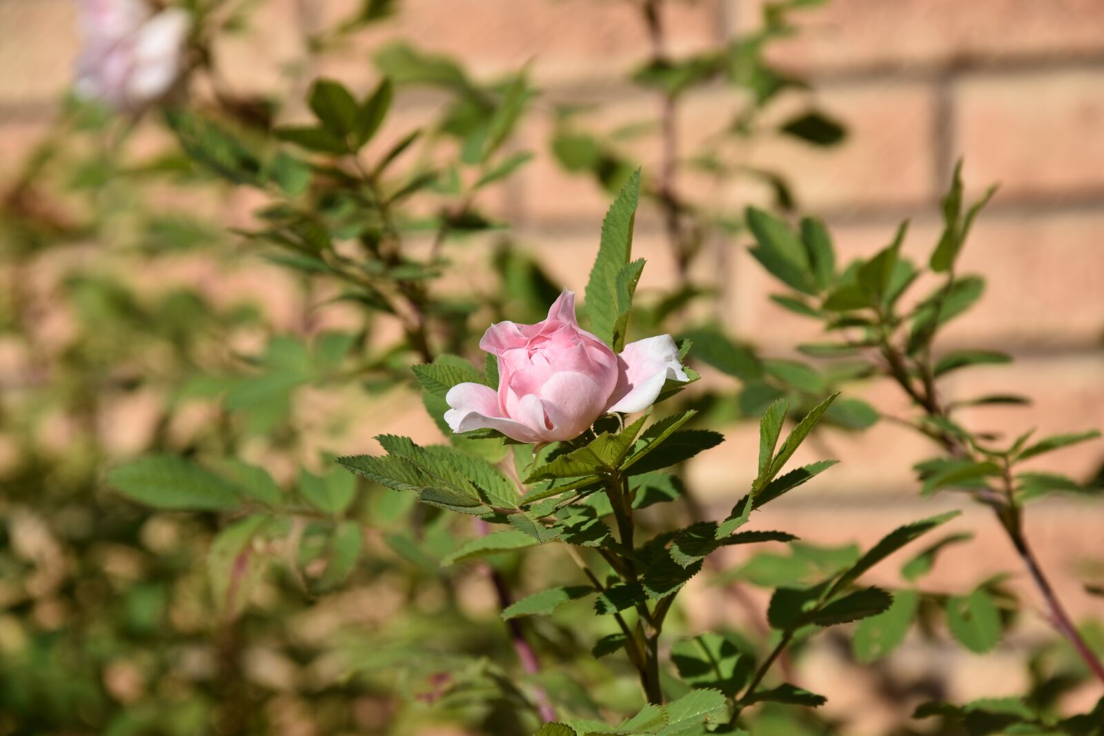Nikon D5500 sample photo. Rose, shrub, flower photography