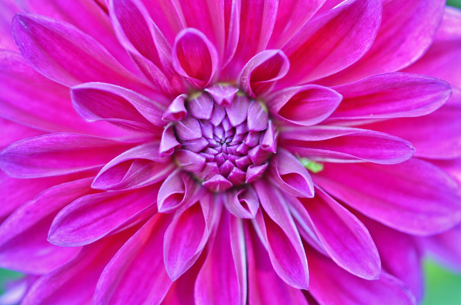 Nikon D7000 sample photo. Flower, natur, spring photography
