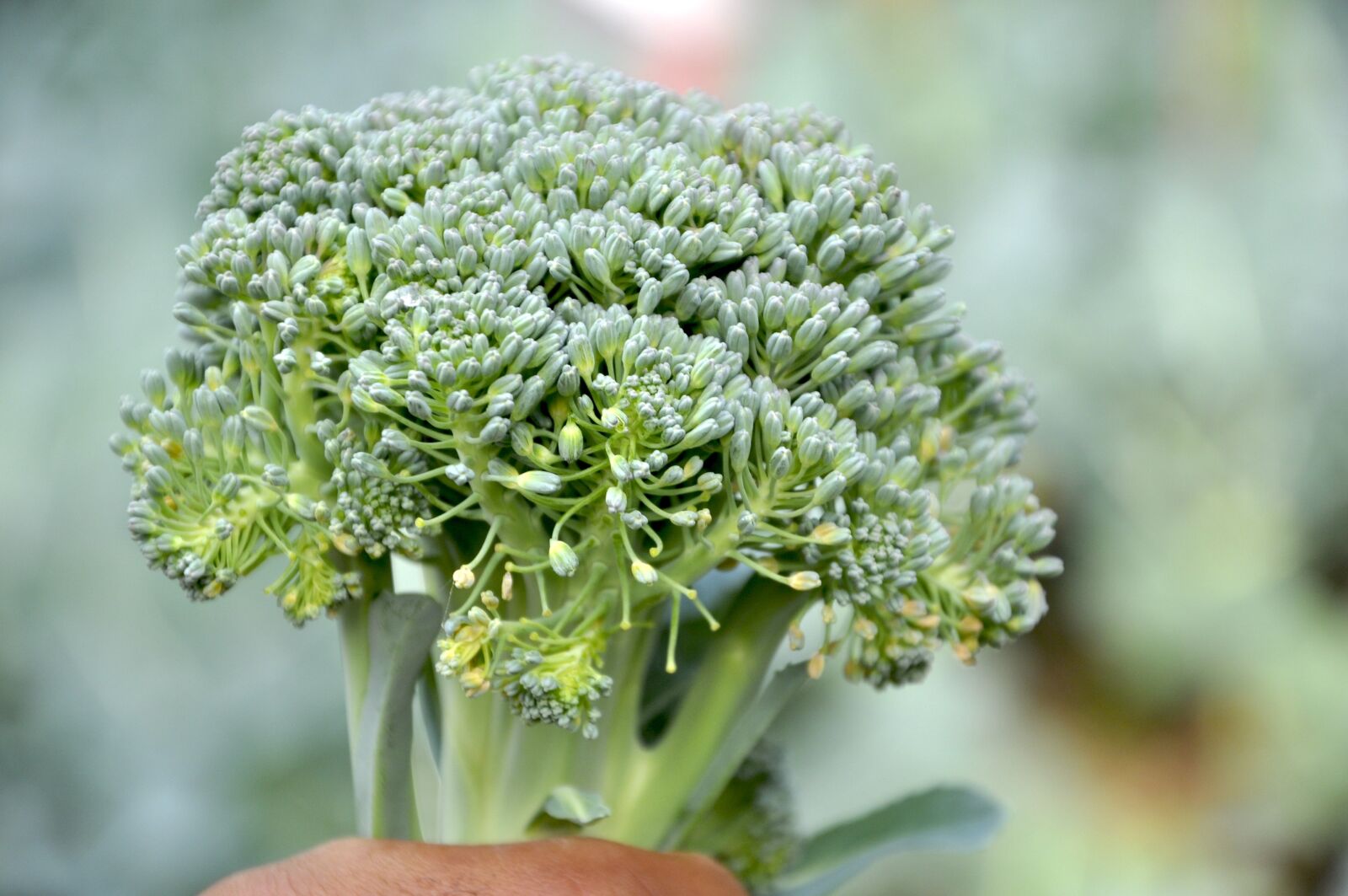 Nikon D90 sample photo. Broccoli, cauliflower, vegetable photography