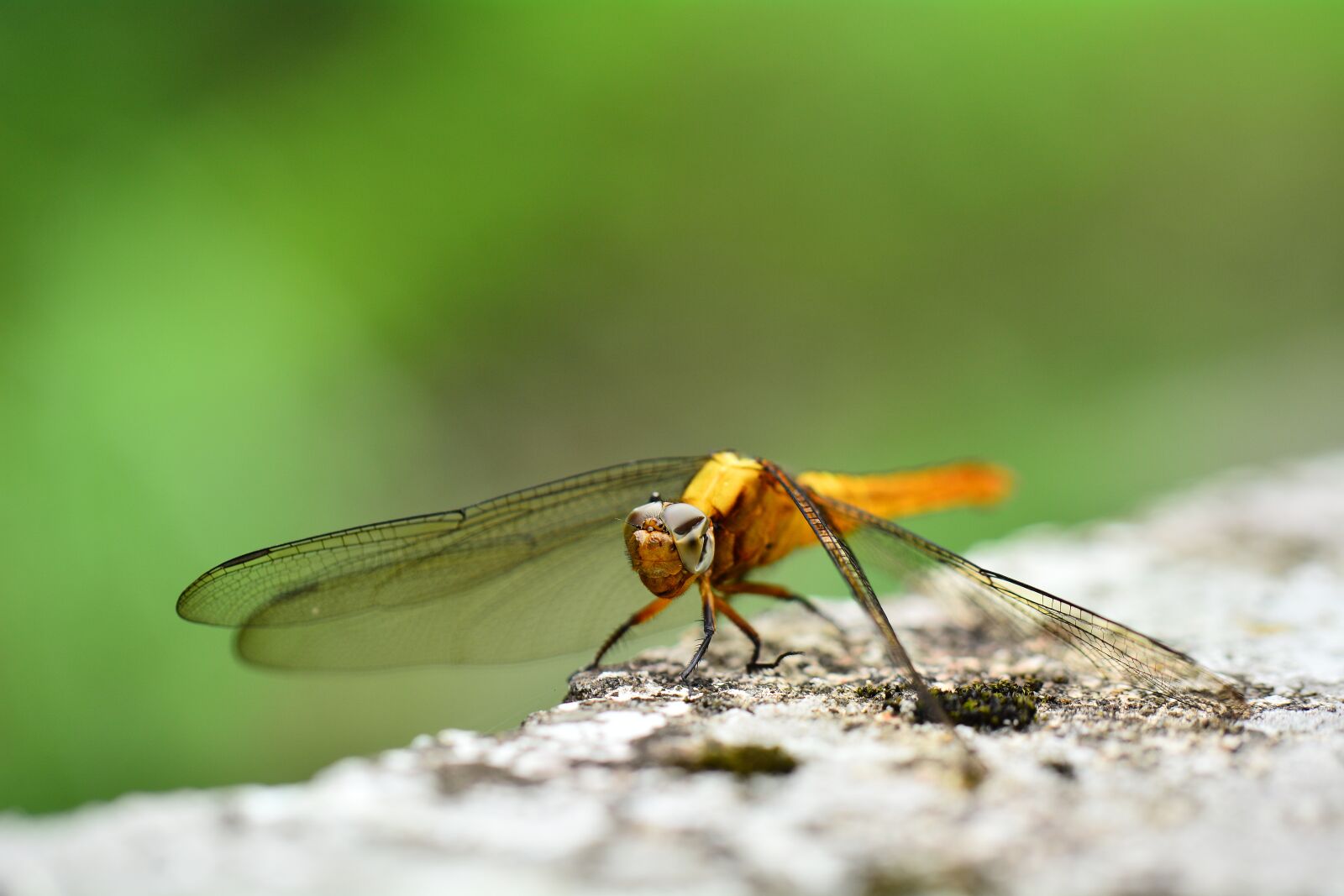 Nikon D5200 sample photo. Quentin chong, golden dragonfly photography