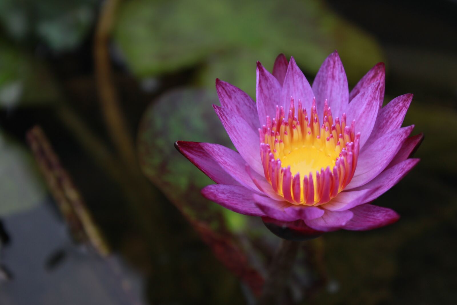 Canon EOS 500D (EOS Rebel T1i / EOS Kiss X3) sample photo. Kite, lotus, water lilies photography