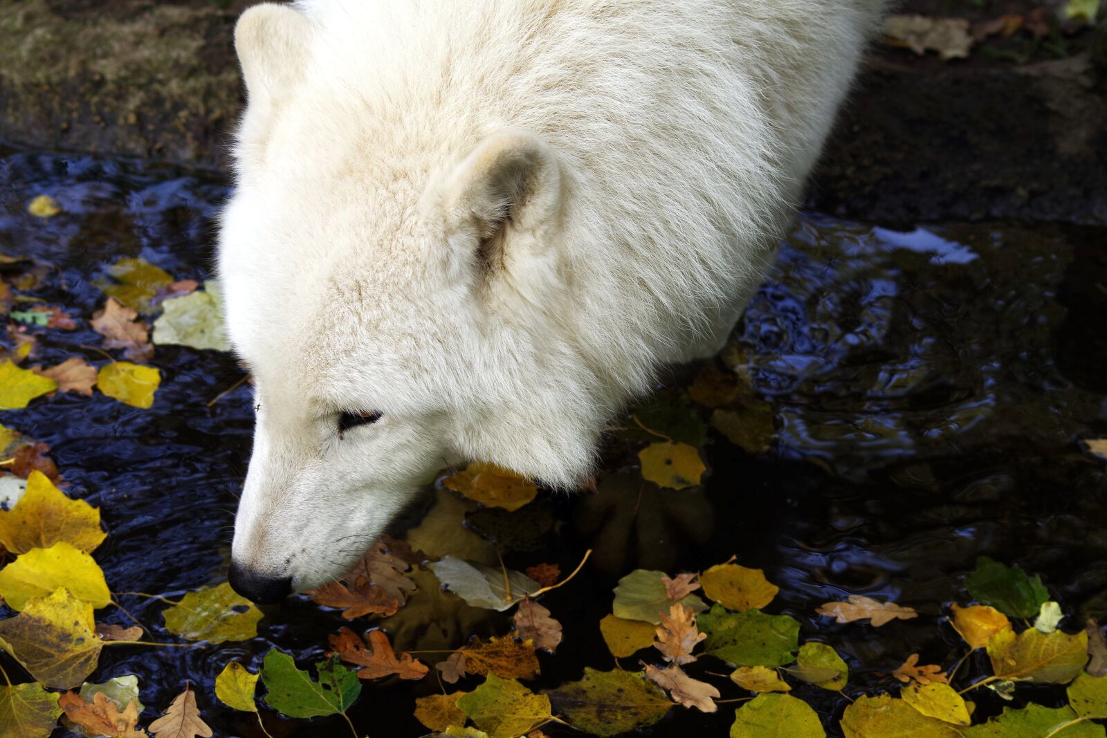 Pentax K-30 sample photo. Wolf, wilderness, wild photography