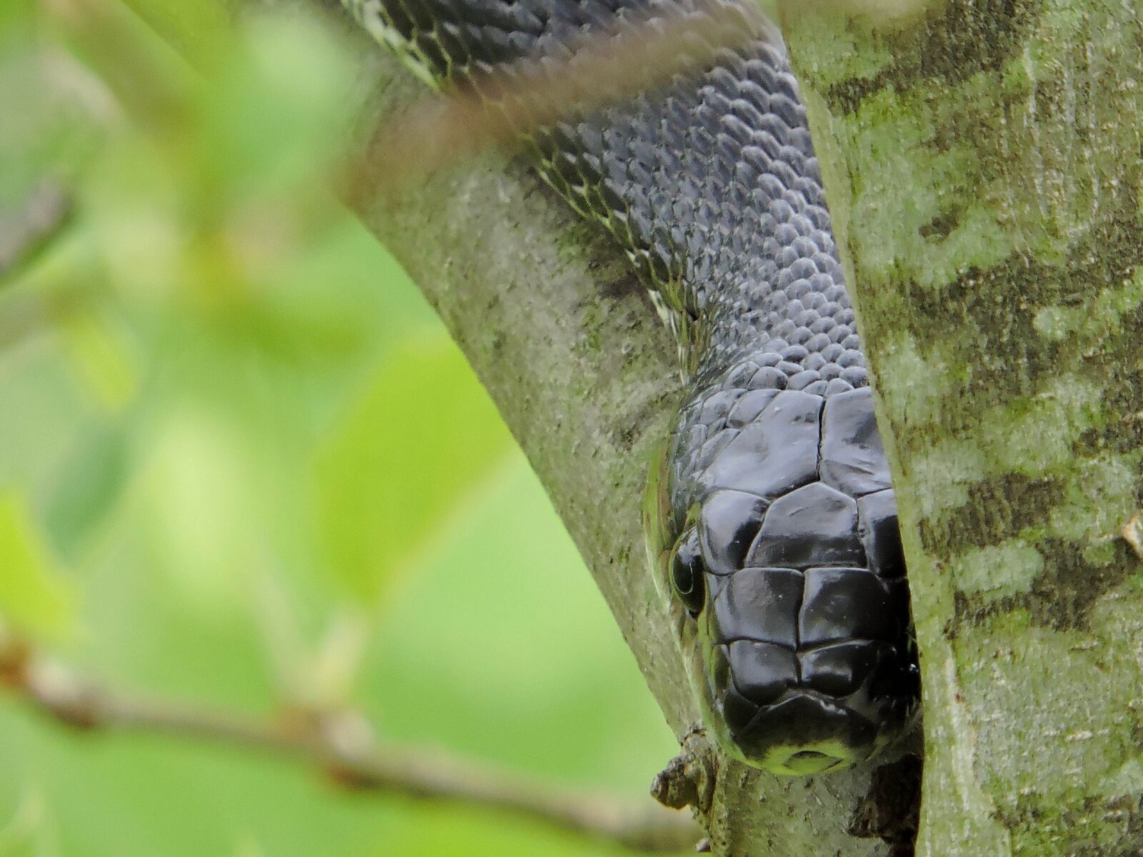 Nikon Coolpix P600 sample photo. Reptile, head, black, rat photography