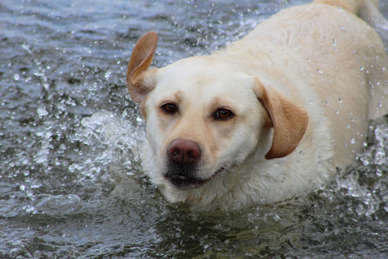 Canon EOS 600D (Rebel EOS T3i / EOS Kiss X5) sample photo. Labrador, yellow, water photography
