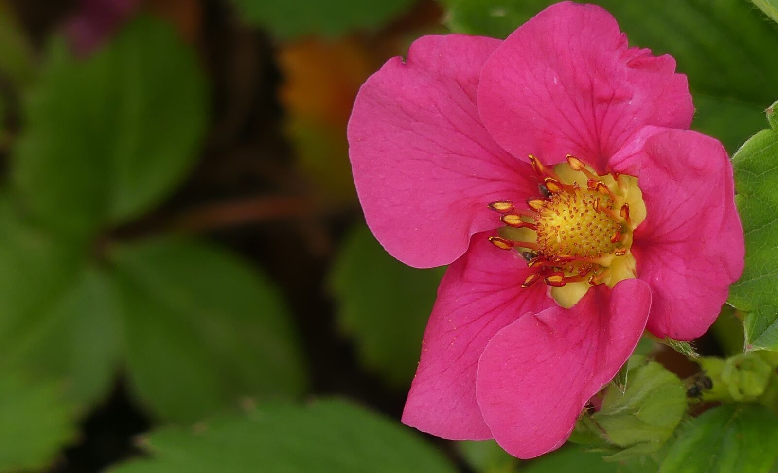 Panasonic Lumix DMC-FZ300 sample photo. Blossom, bloom, strawberry photography