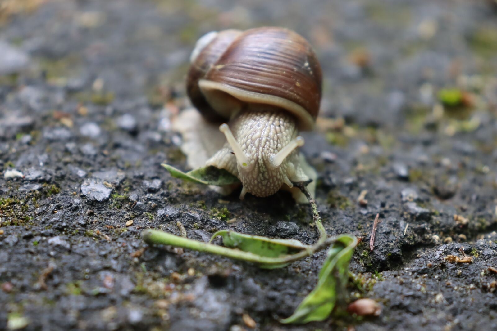 Canon EF-S 18-55mm F4-5.6 IS STM sample photo. Ground, animal, snail photography