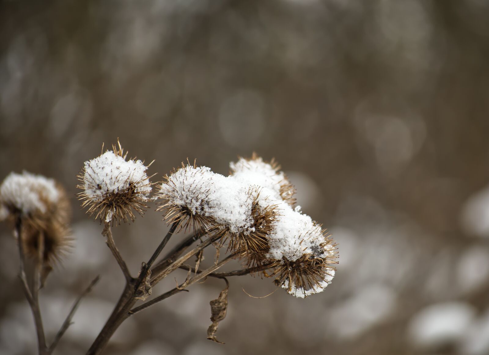 Nikon D5500 sample photo. Winter, snow, sting photography