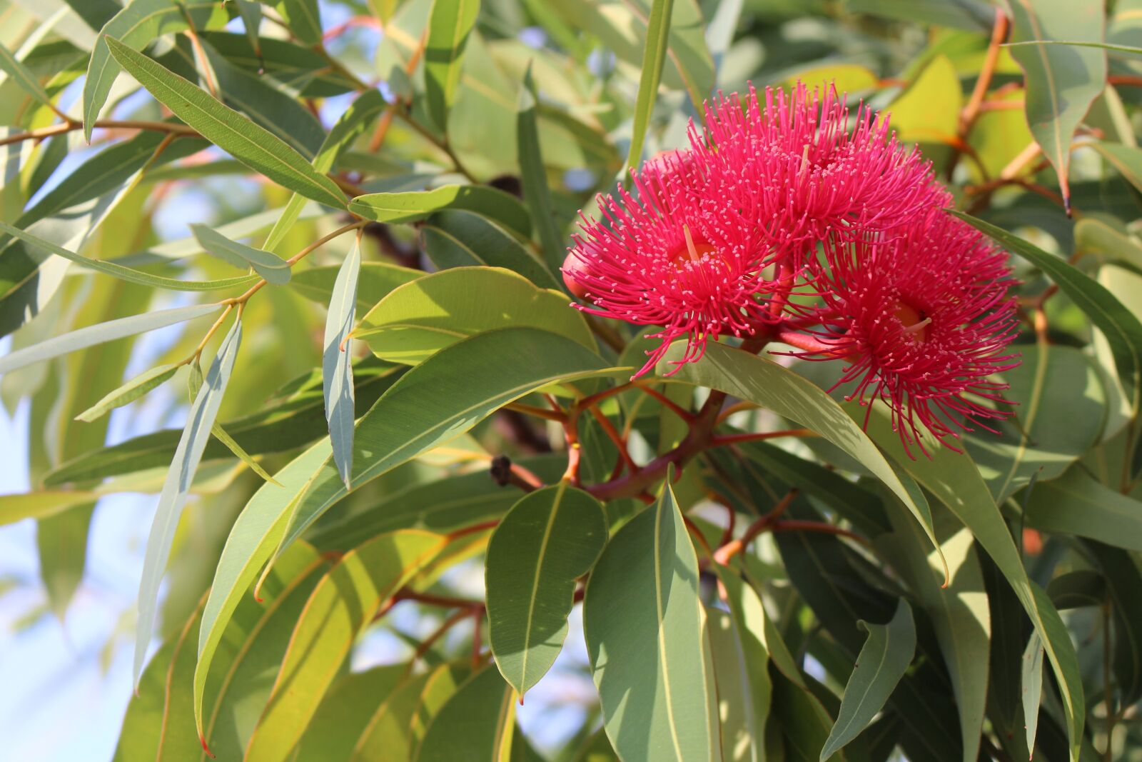 Canon EOS 700D (EOS Rebel T5i / EOS Kiss X7i) sample photo. Eucalyptus, gumtree, blossoms photography