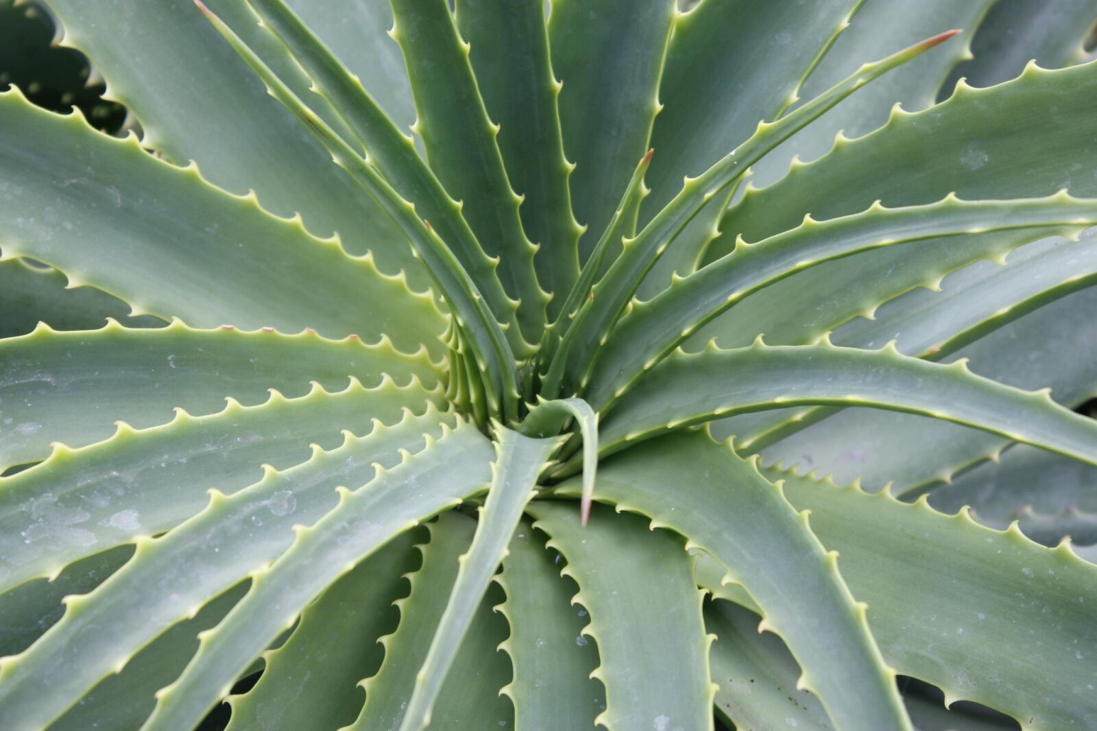Canon EOS 550D (EOS Rebel T2i / EOS Kiss X4) sample photo. Plant, green, aloe photography