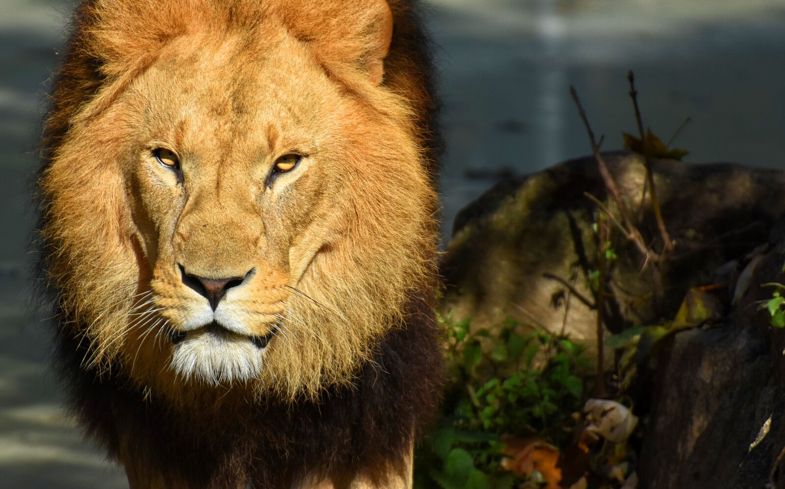 Nikon D7200 sample photo. Lion, predator, dangerous photography