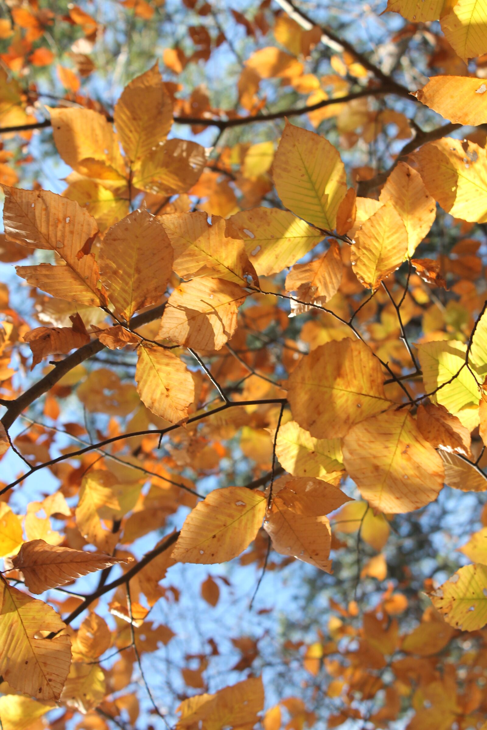 Canon EOS 1100D (EOS Rebel T3 / EOS Kiss X50) sample photo. Leaves, fall, autumn photography