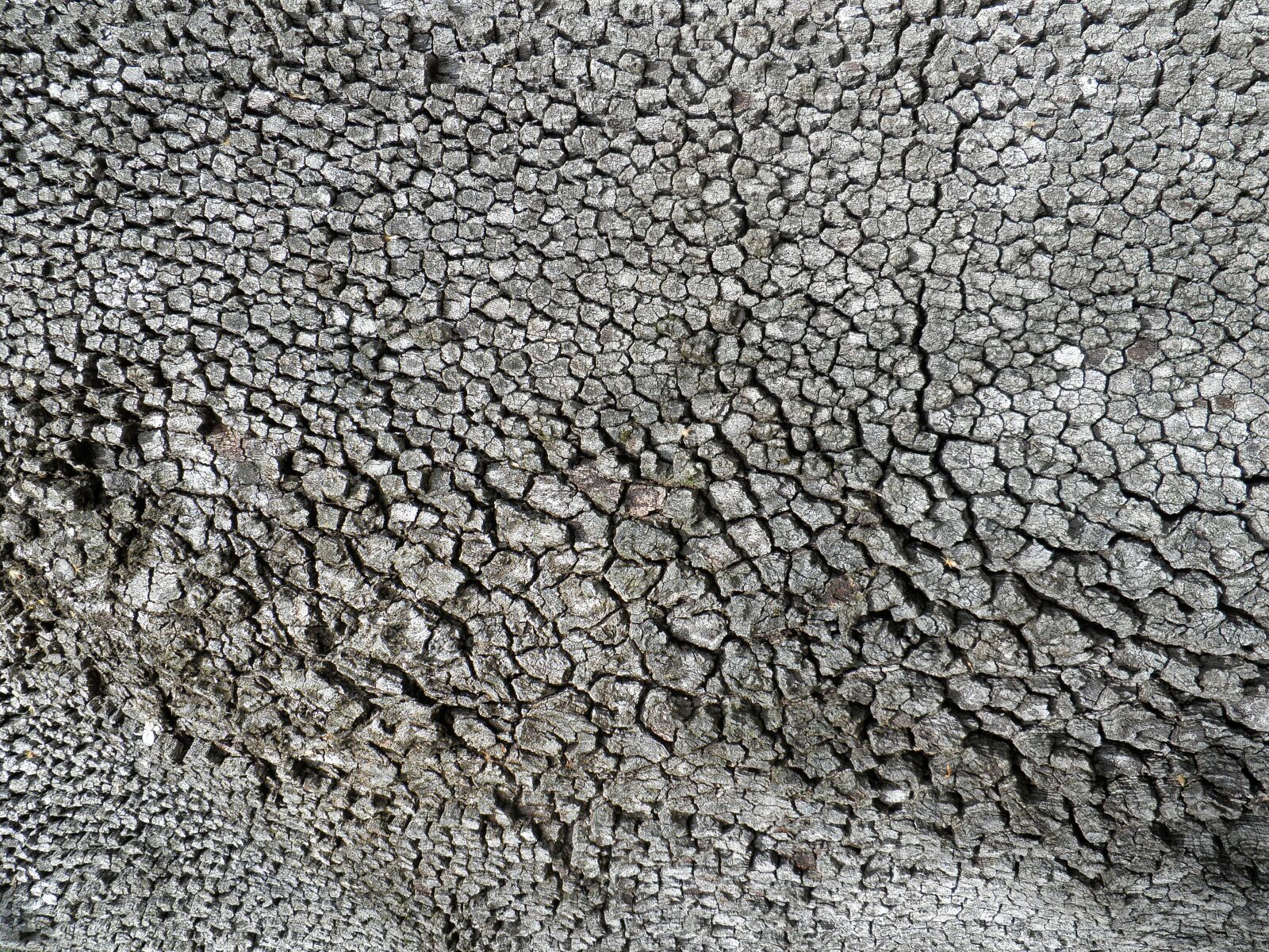 Olympus u9010,S9010 sample photo. Texture, trunk, pine photography